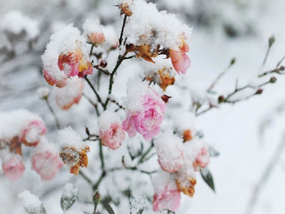 Winter Flowers 桌布 壁紙 — 粉紅玫瑰上灑滿新雪，在柔和模糊的背景襯托下，營造出細膩的冬日對比。