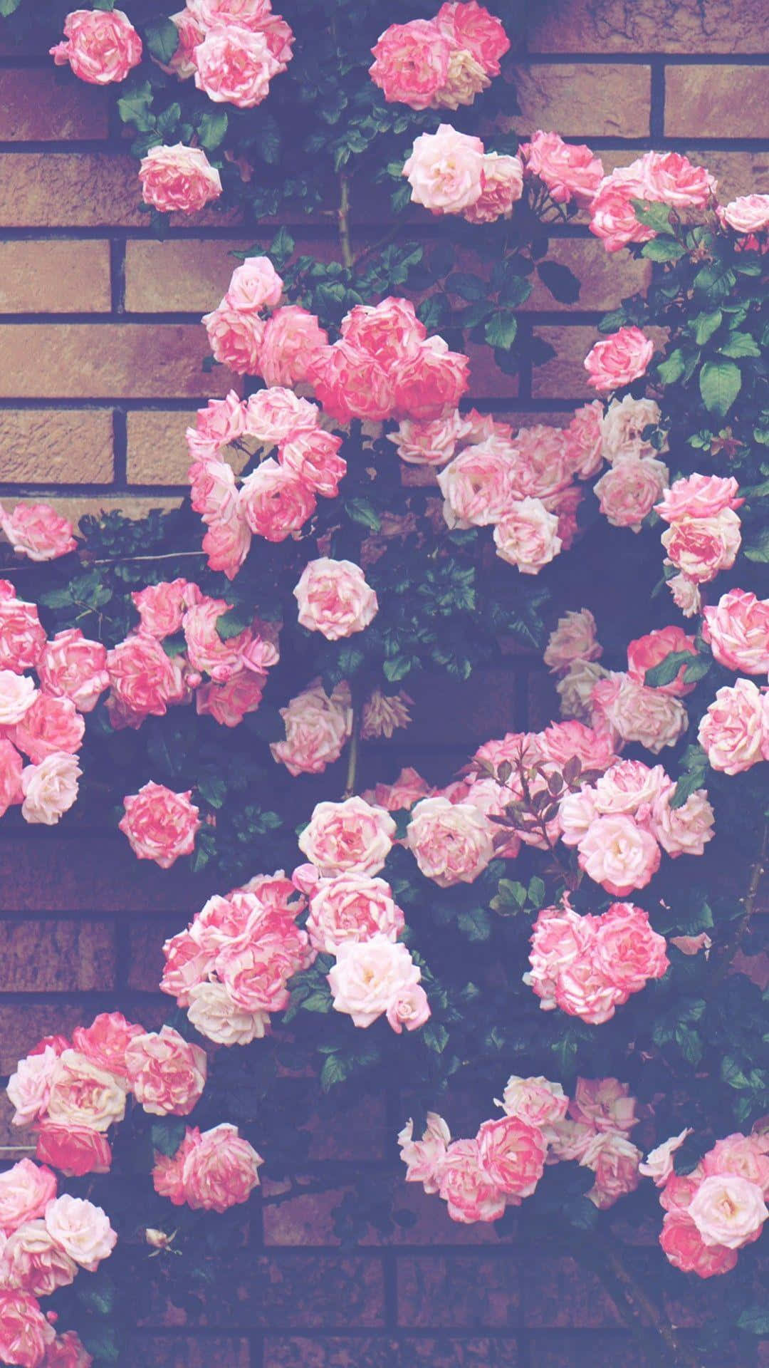 Aesthetic Rose 桌布 壁紙 — 粉紅玫瑰在柔和自然光下茂盛地傾瀉在風化的磚牆上。