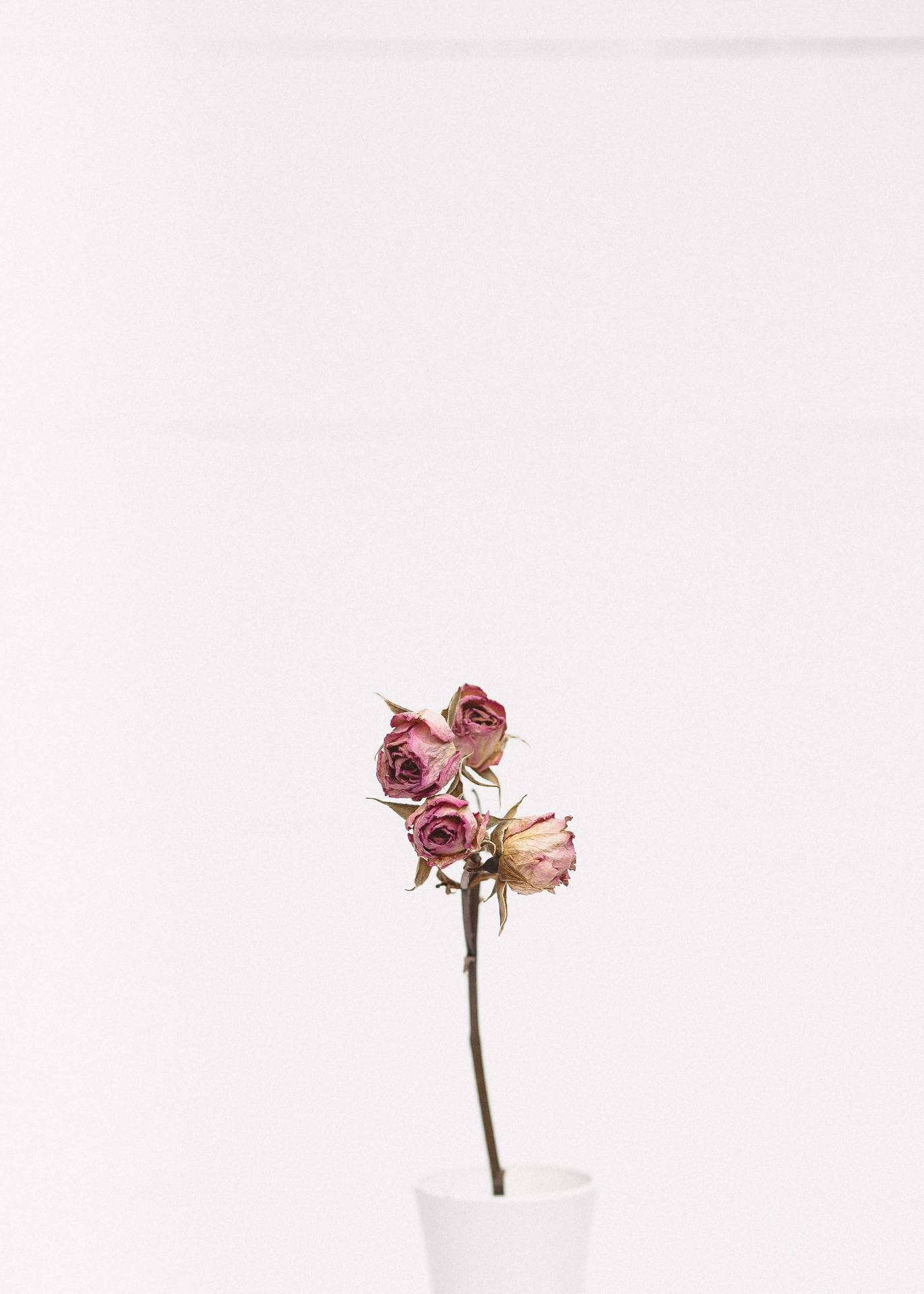 白色花瓶中的乾燥粉紅玫瑰，背景為純白色。