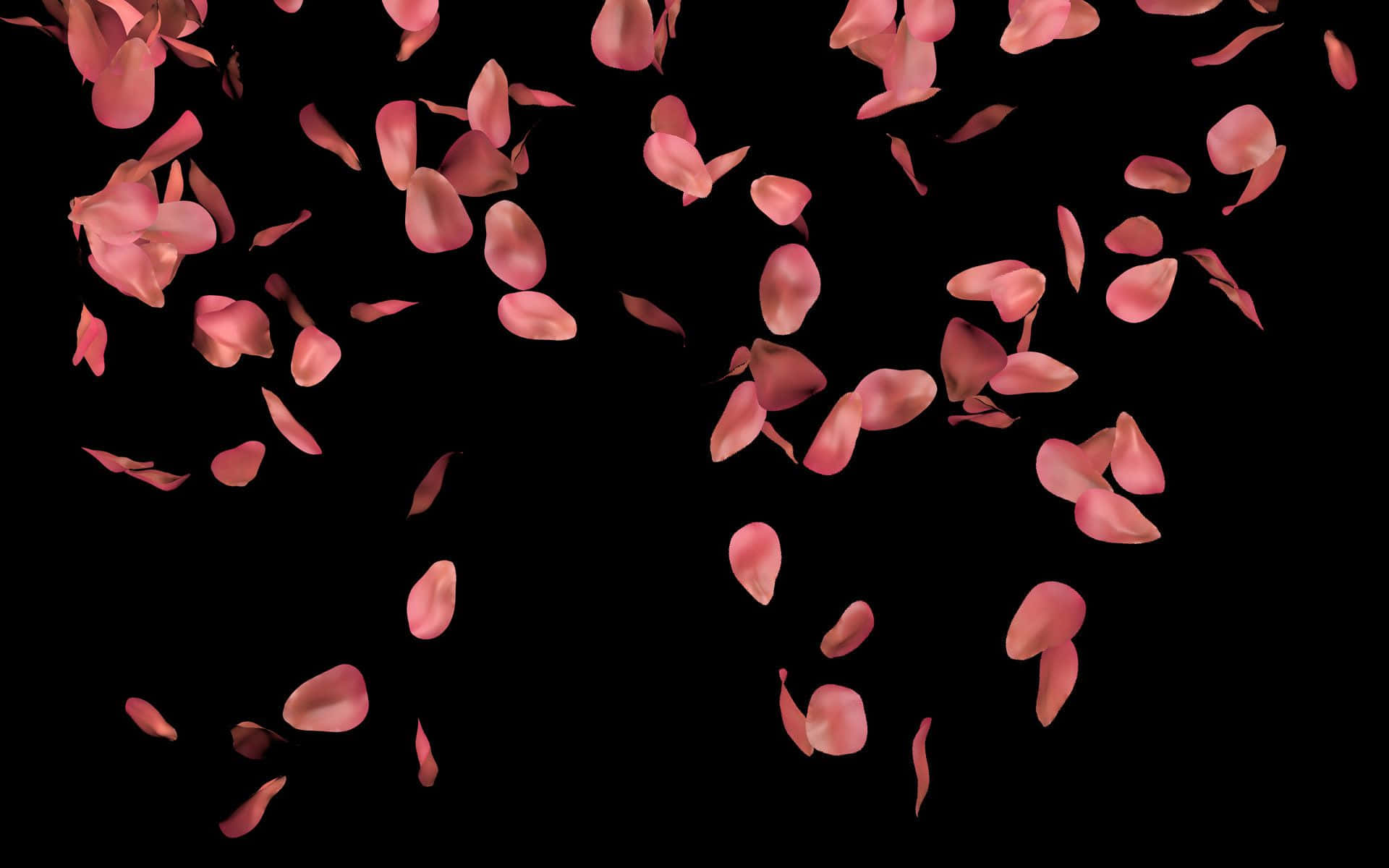 Rose Petal 桌布 壁紙 — 粉紅玫瑰花瓣在純黑背景上優雅飄落，形成慢動作瀑布效果。
