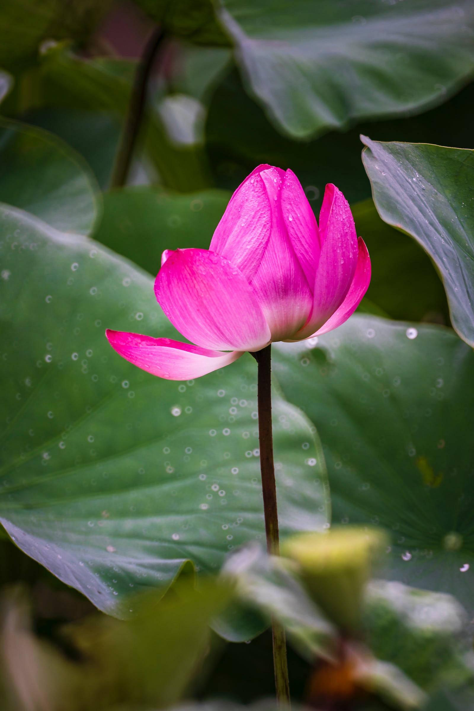粉紅睡蓮最美高清壁紙 壁紙 — 一朵充滿活力的粉紅色蓮花在帶有露珠的大片綠色睡蓮葉中優雅地綻放。