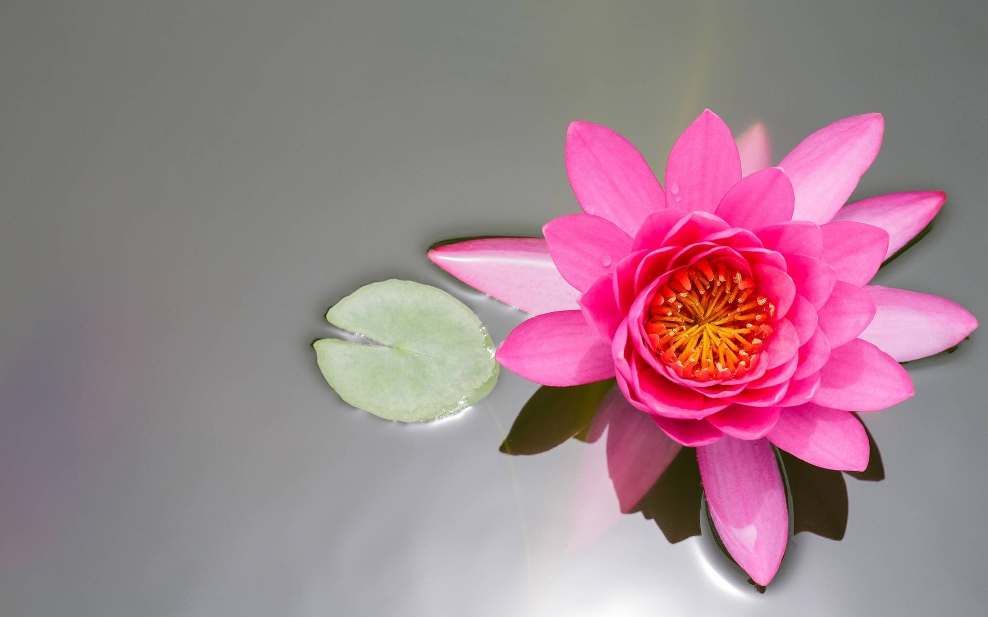 粉紅色睡蓮和綠色葉子漂浮在平靜的灰色水面上。