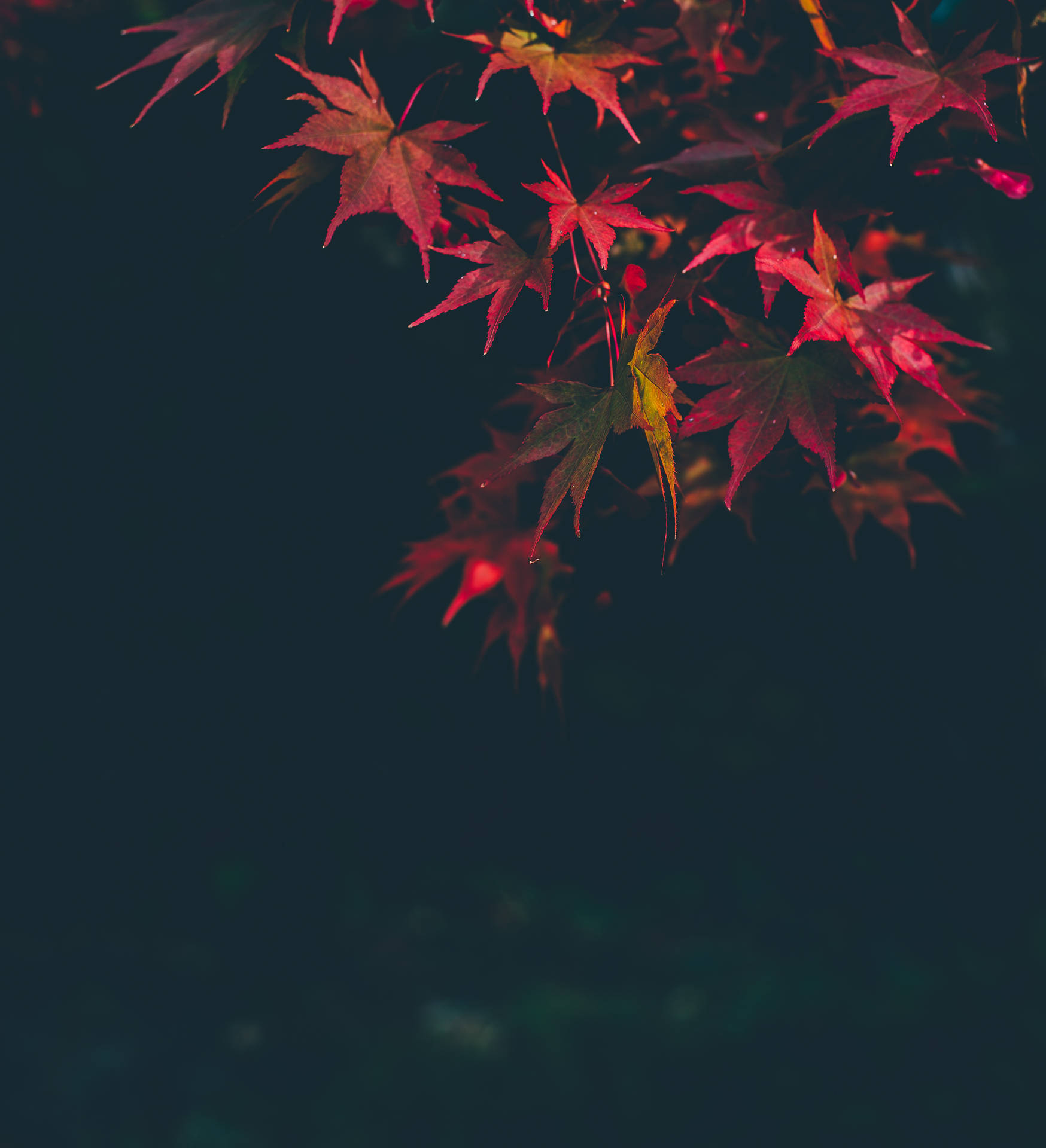 紅色楓葉在夜晚閃爍著露珠。
