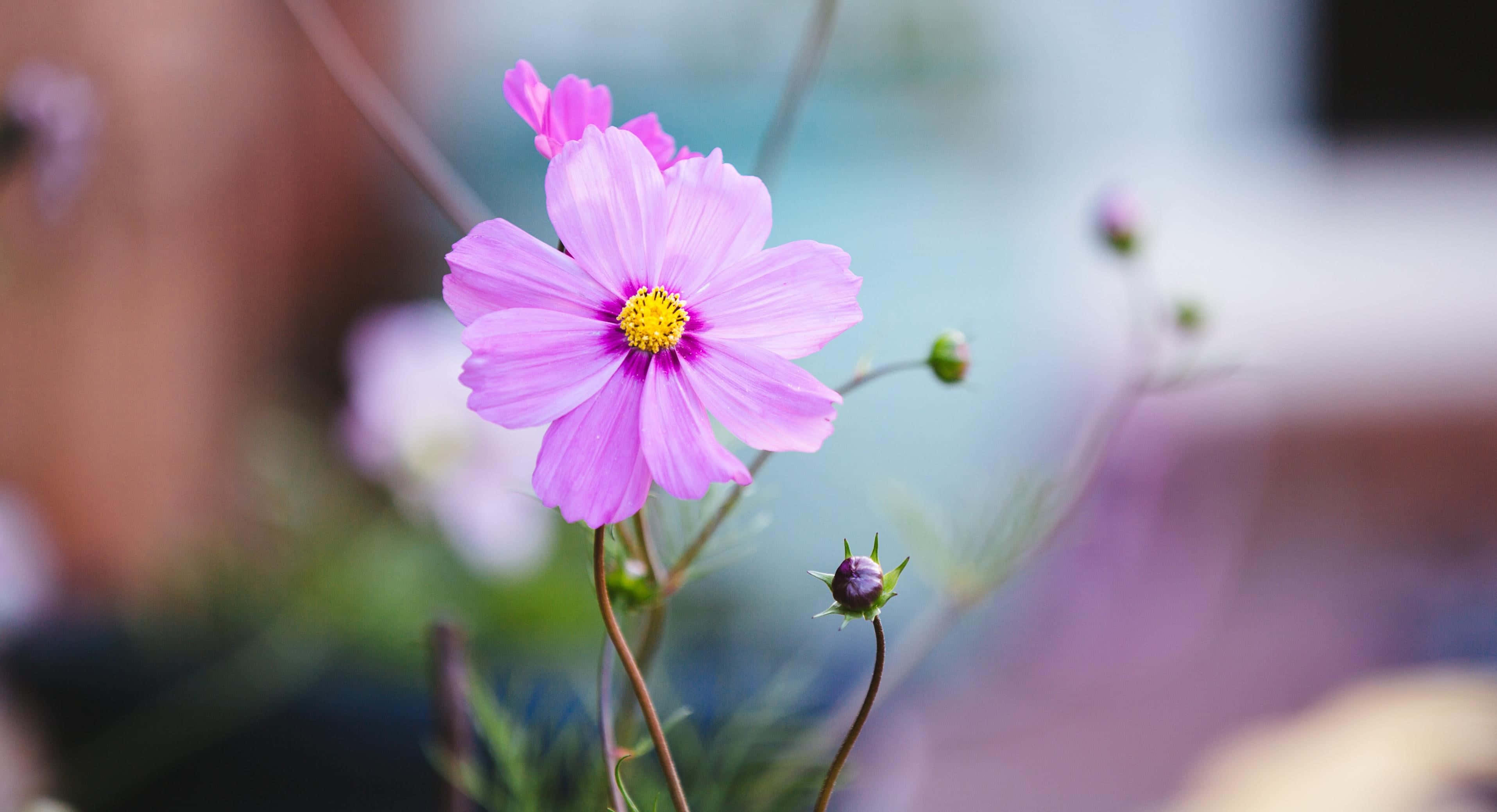 粉紅秋英 4K 花卉背景 壁紙 — 一朵精緻的粉紅色波斯菊，帶有充滿活力的黃色中心，在模糊的花園背景下柔和地綻放。