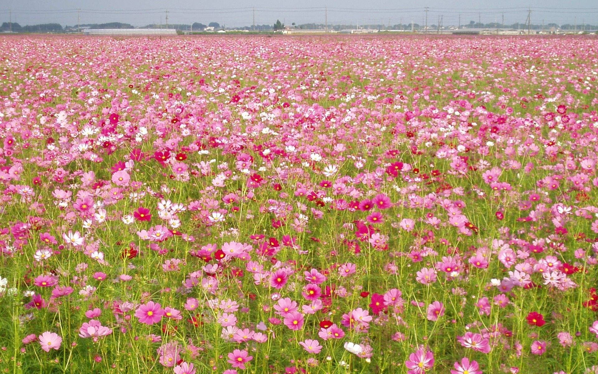 一片盛開的粉紅、白色和紅色波斯菊的廣闊花田。