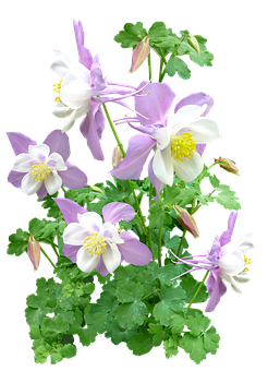 粉紅翠雀花對比黑底 壁紙