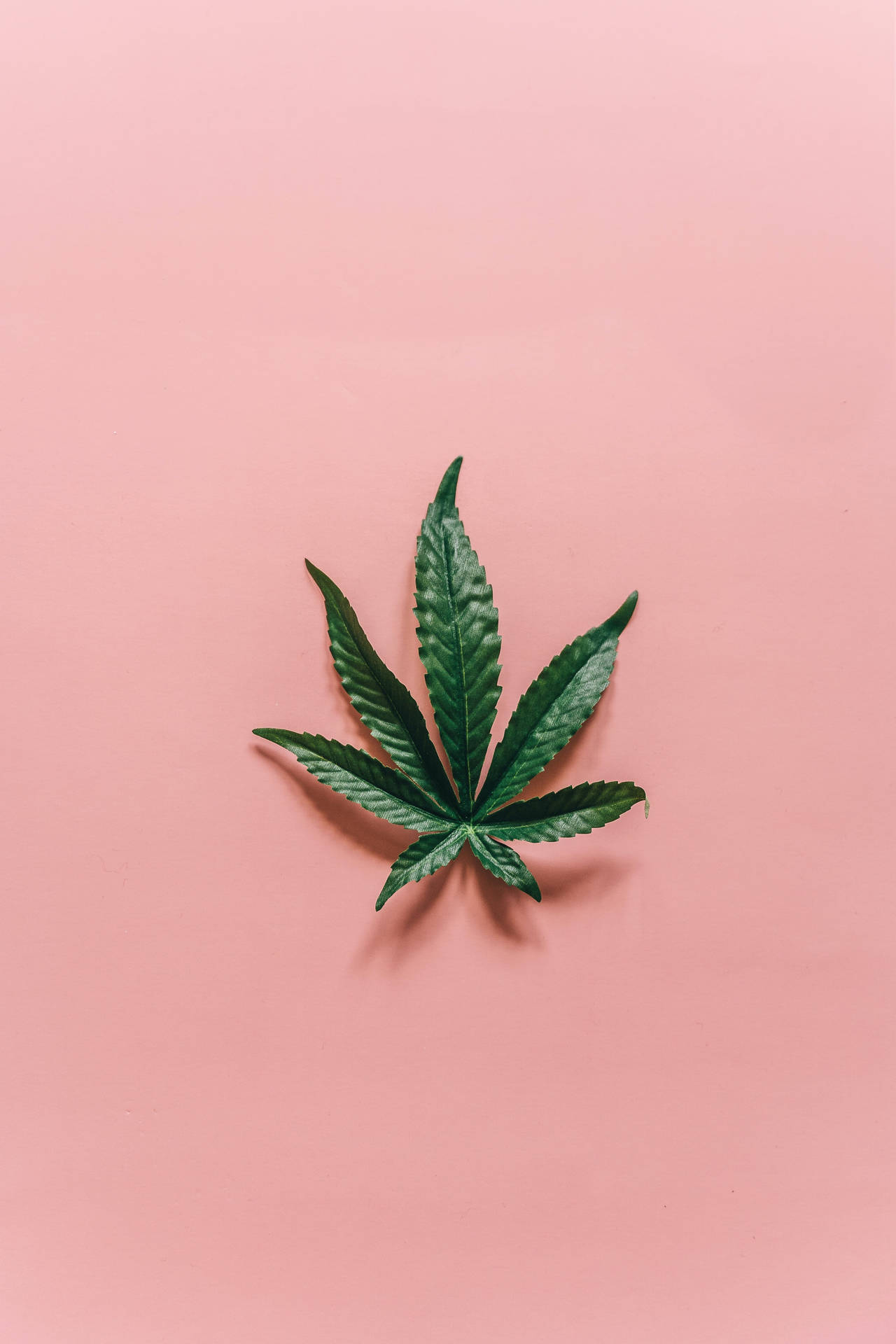 粉紅色表面上的綠色大麻葉