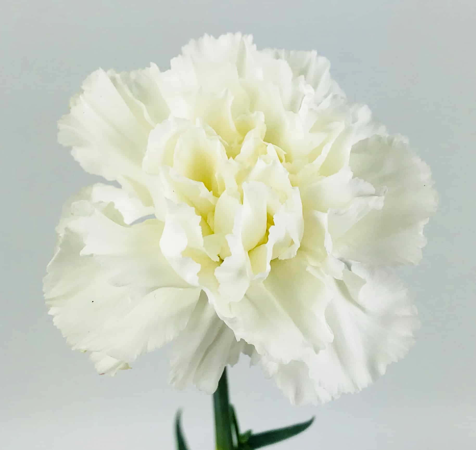粉紅與白色康乃馨花束 壁紙 — 一朵純白康乃馨，帶有褶皺花瓣，在柔和的灰色背景上輕輕綻放。