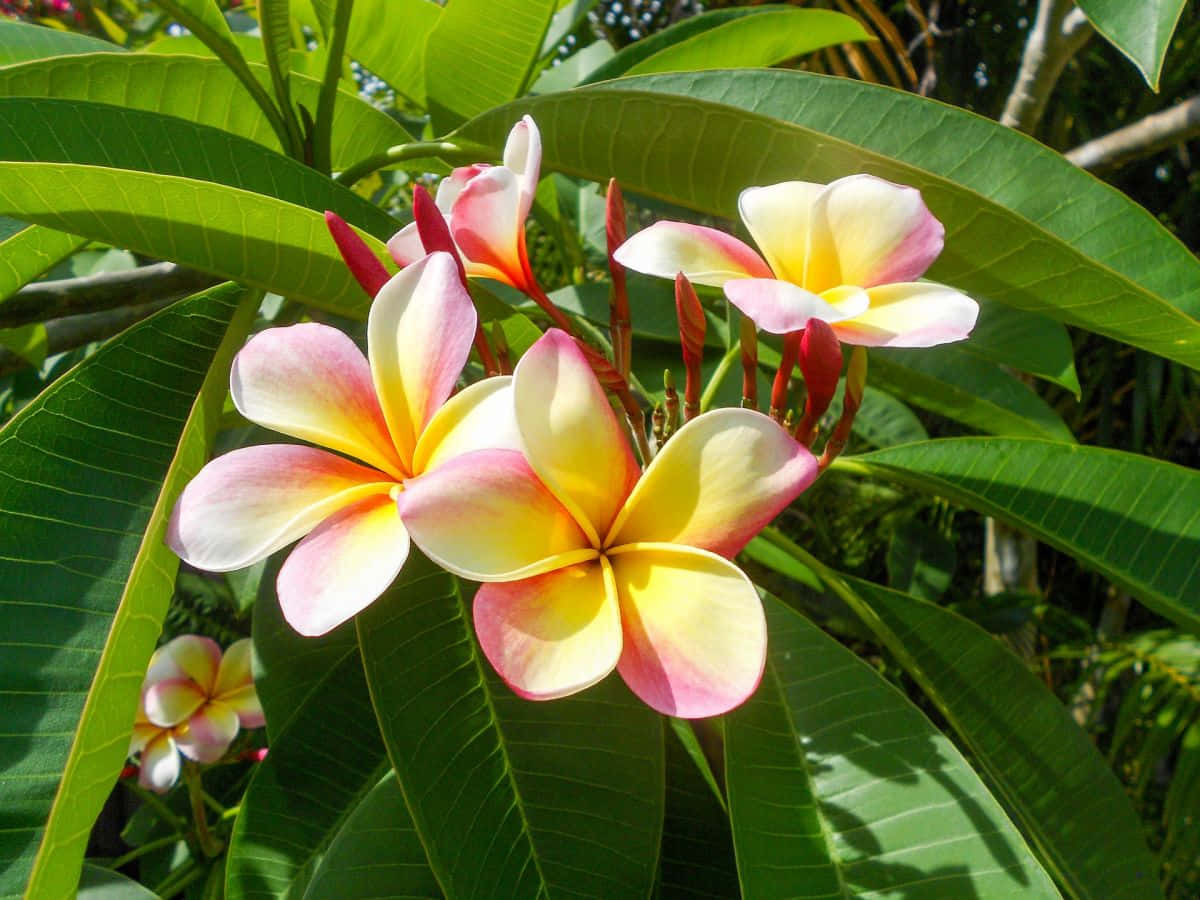 粉紅與黃色 Plumeria 花朵 壁紙 — 鮮豔的粉紅色和黃色雞蛋花在明亮的陽光下，在茂密的綠葉中盛開。