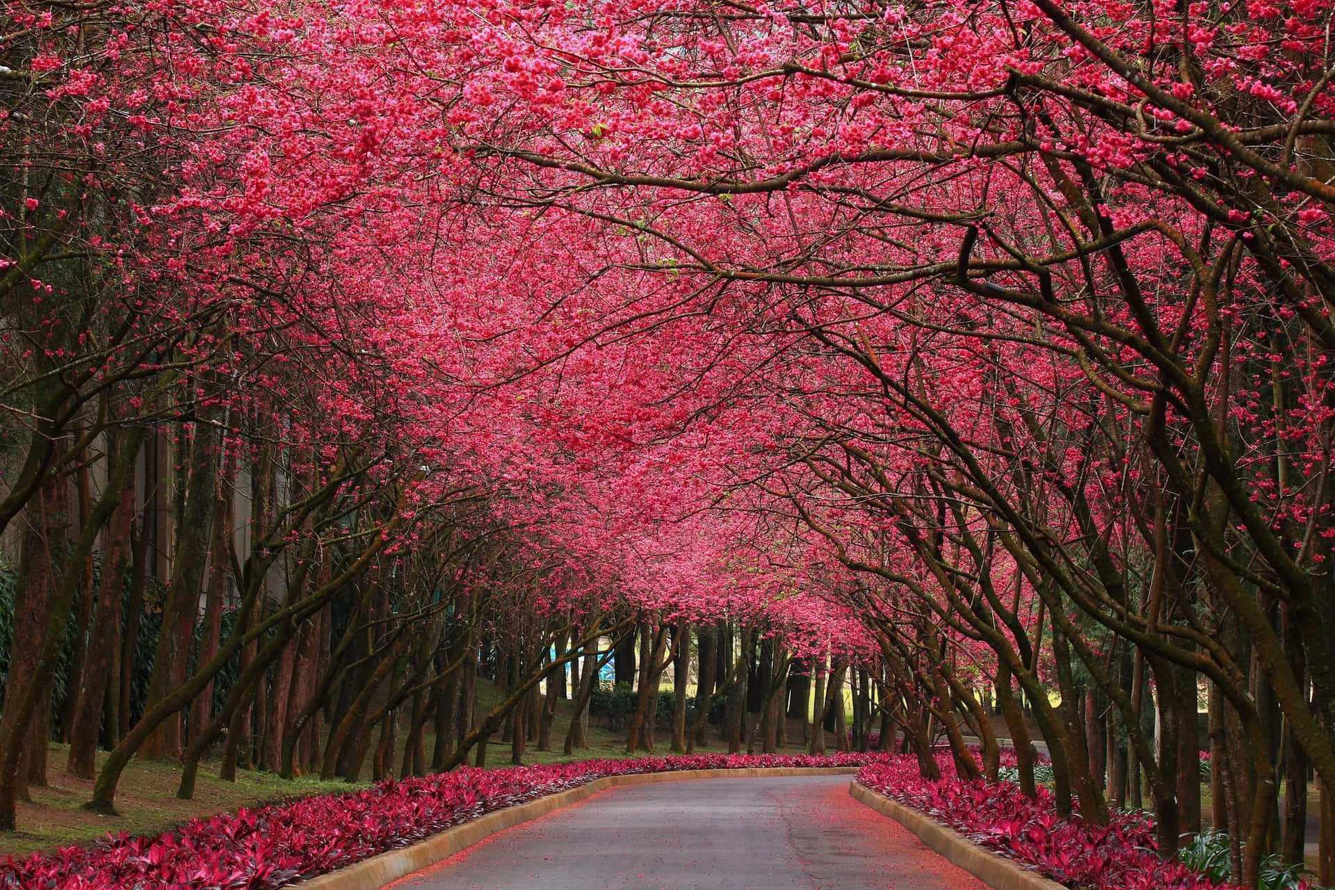 一條兩旁種滿粉紅色開花樹木的道路，形成一條天然隧道。