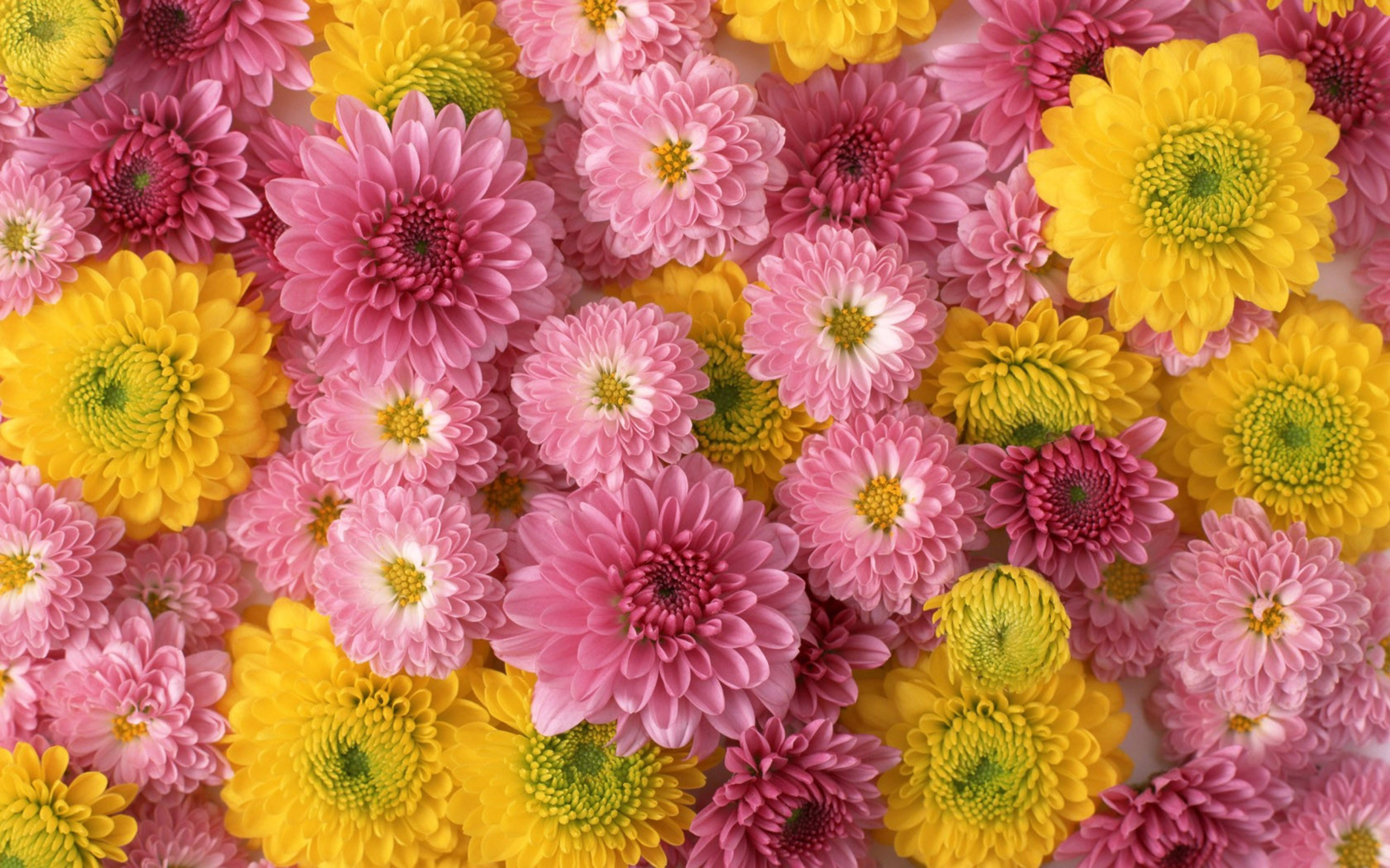 粉紅與黃色菊花 壁紙 — 鮮豔的粉紅色和黃色菊花密集排列在色彩繽紛的花卉圖案中。