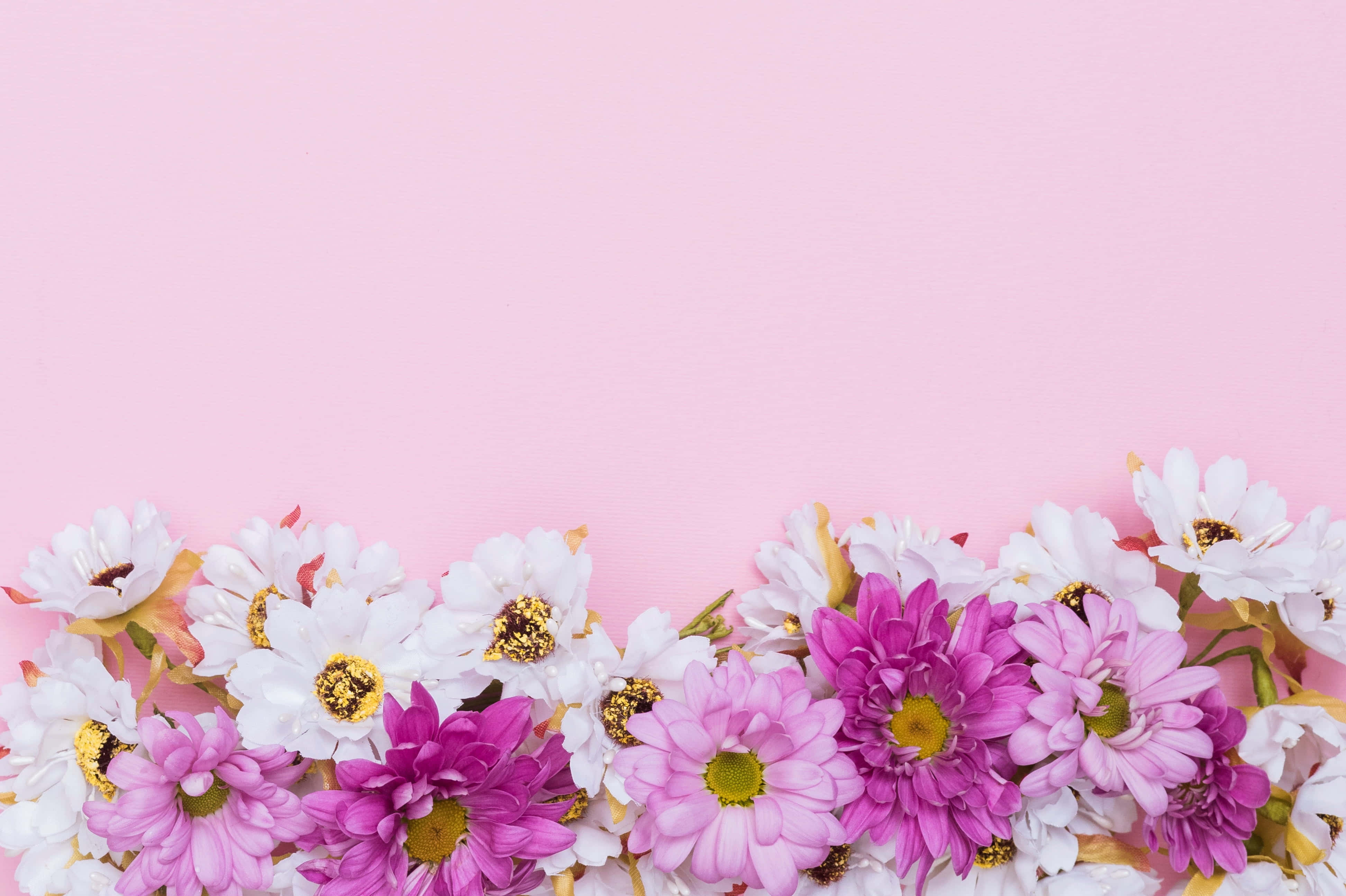 Pink Chrysanthemums 桌布 壁紙 — 粉紅色和白色雛菊的鮮豔邊框，帶有閃亮的花心，沿著柔軟粉紅色背景的底部排列。