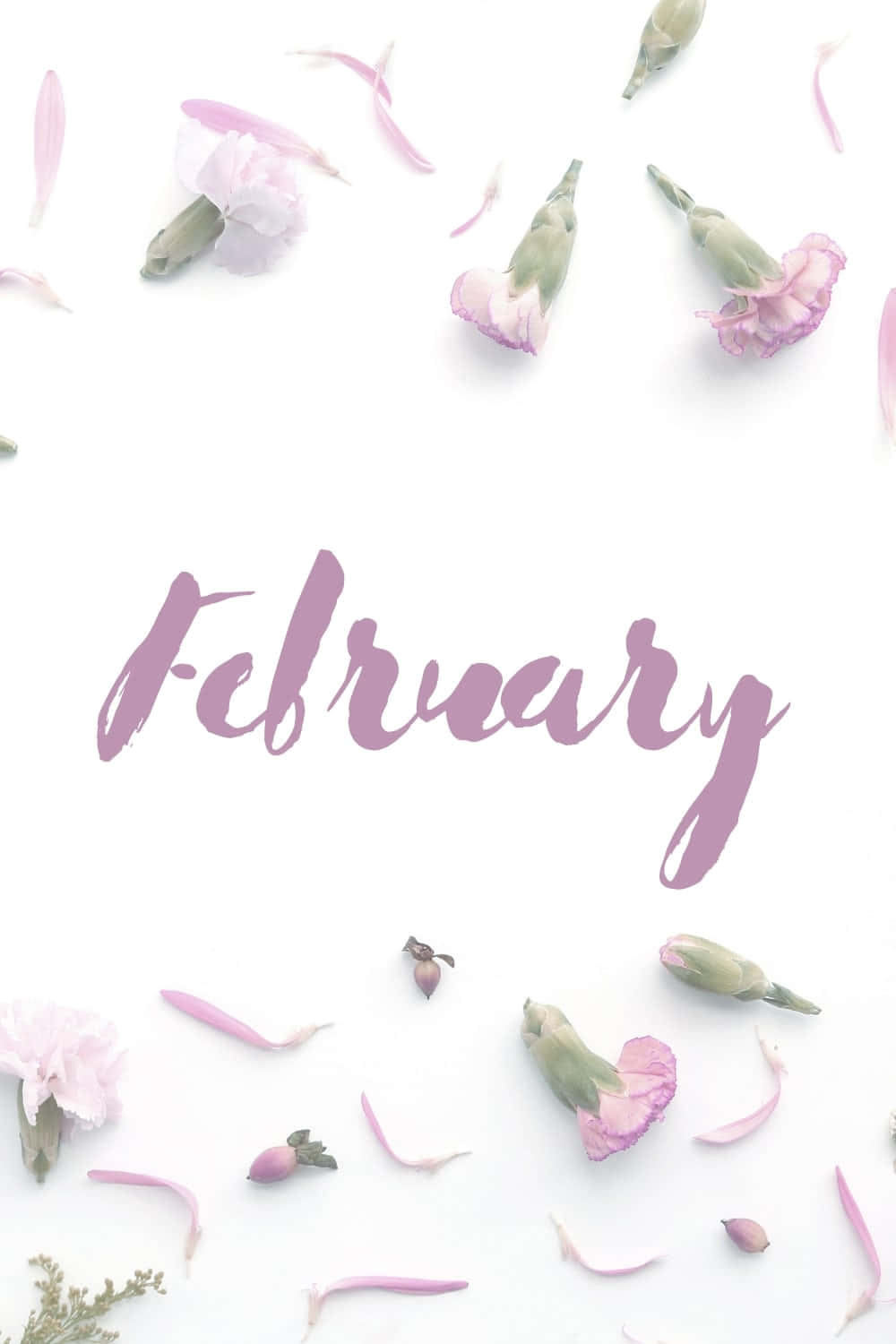 February iPhone 桌布 壁紙 — 粉紅色康乃馨和花瓣散落在白色背景上以柔和紫色字體書寫的「February」一詞周圍。