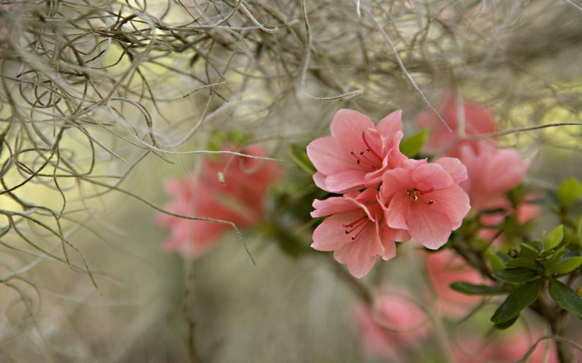 粉紅色春季杜鵑花 壁紙 — 柔和的粉紅色杜鵑花在陽光普照的自然環境中，於灰白色的西班牙苔蘚間盛開。