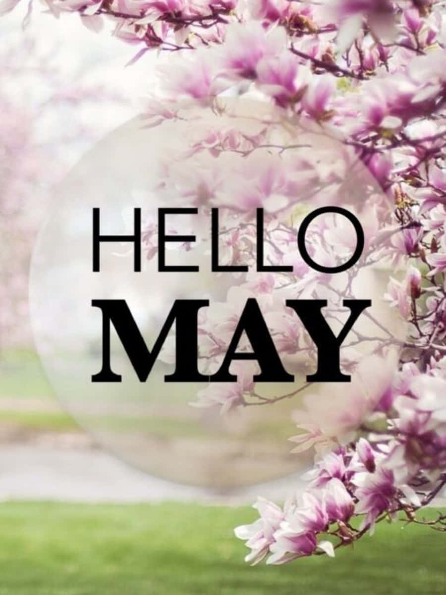 May 桌布 壁紙 — 粉紅色木蘭花環繞著粗體黑色文字，寫著哈囉五月，背景是柔和模糊的綠色草坪。