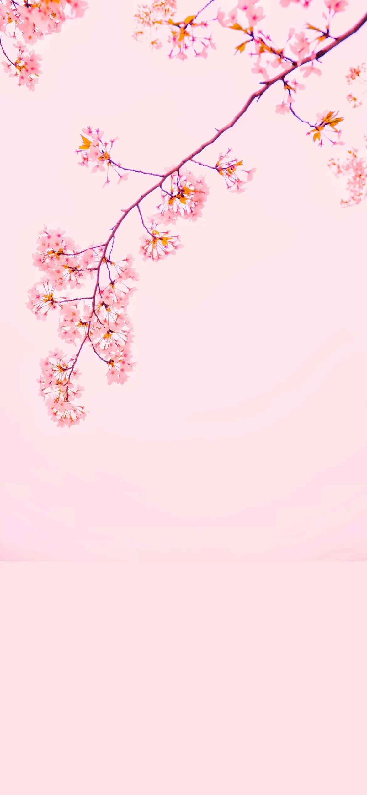 粉紅色樹枝上盛開粉花，映襯天空 壁紙