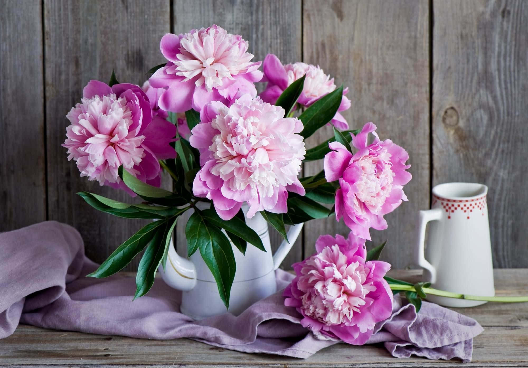 Peony 桌布 壁紙 — 粉紅色牡丹花在白色水壺中盛開，放在鋪有薰衣草色布料的鄉村風格木桌上。