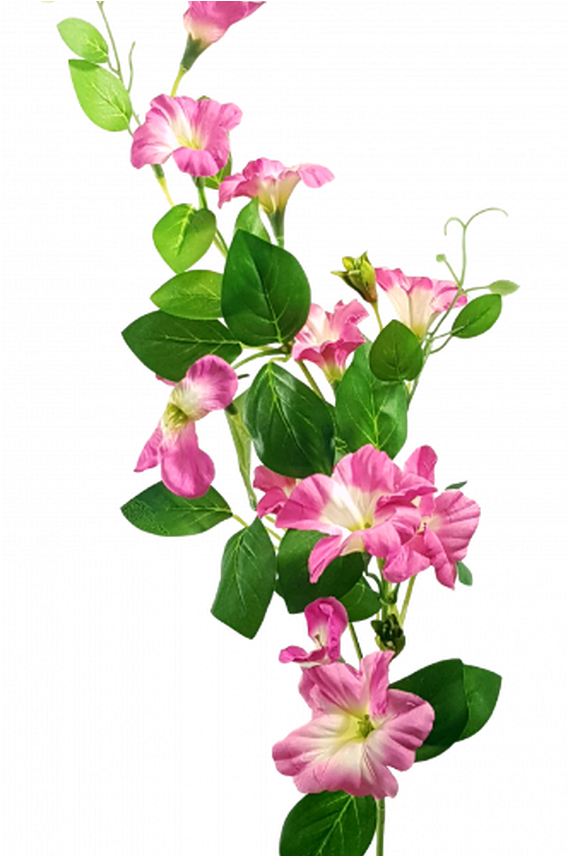 粉紅色牽牛花 壁紙 — 一簇鮮豔的粉紅色和白色喇叭形花朵，搭配茂盛的綠葉，在純黑背景上層疊而下。