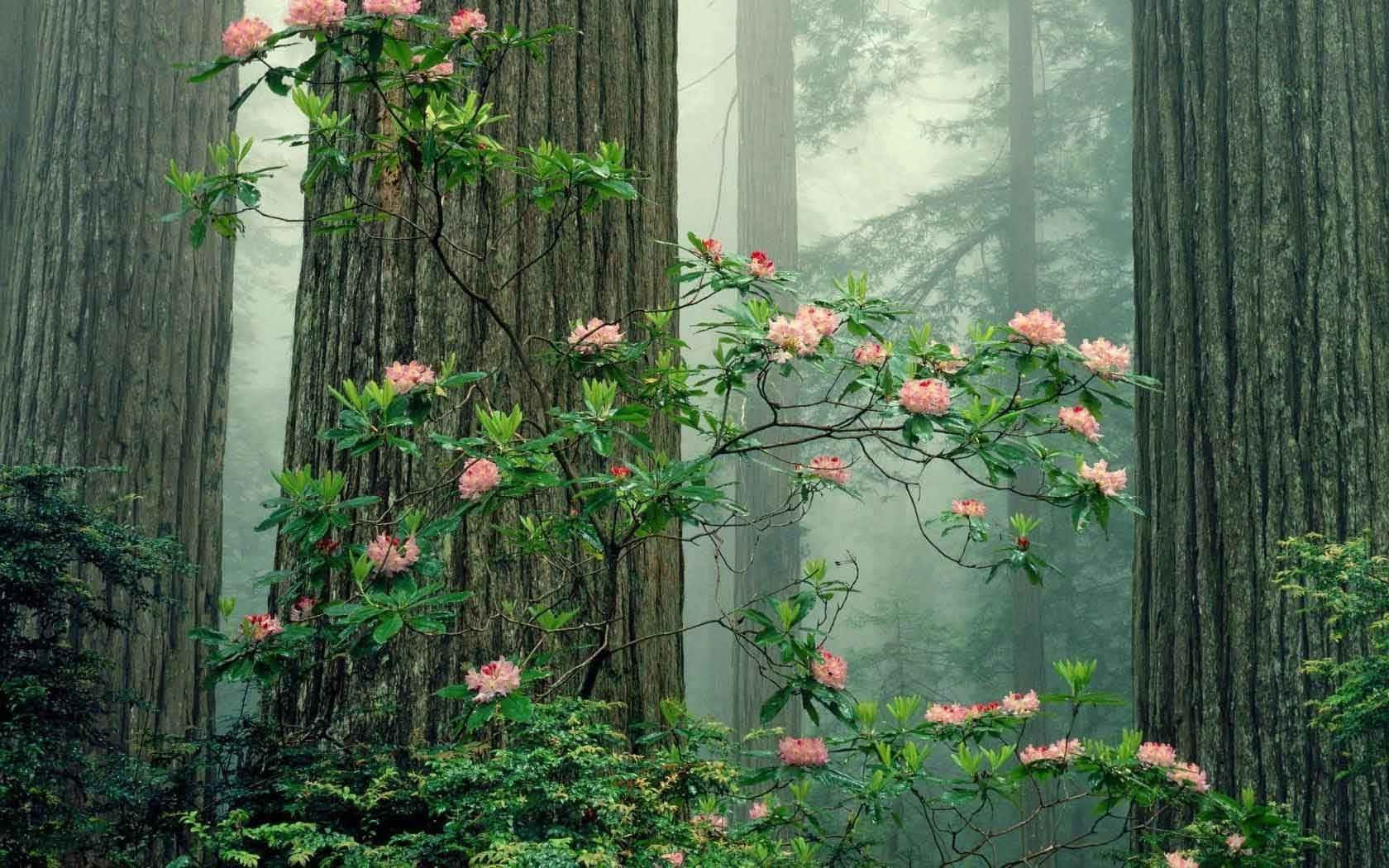 Vintage Aesthetic Plant 桌布 壁紙 — 粉紅色的杜鵑花在晨霧籠罩的高聳紅杉樹間層層綻放。