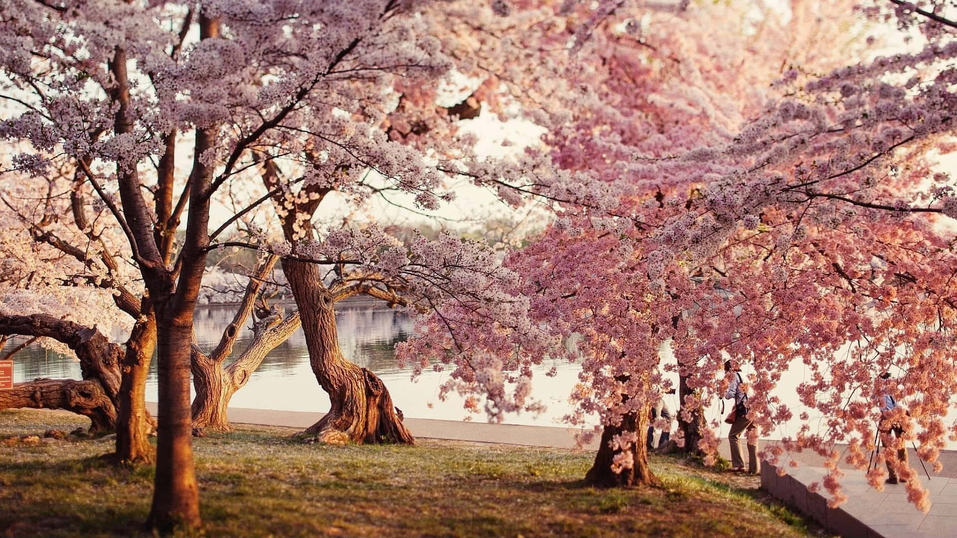 Cherry Blossom Tree 桌布 壁紙 — 粉紅色的櫻花在寧靜的湖邊小徑上密集盛開，人們在樹蔭下漫步。