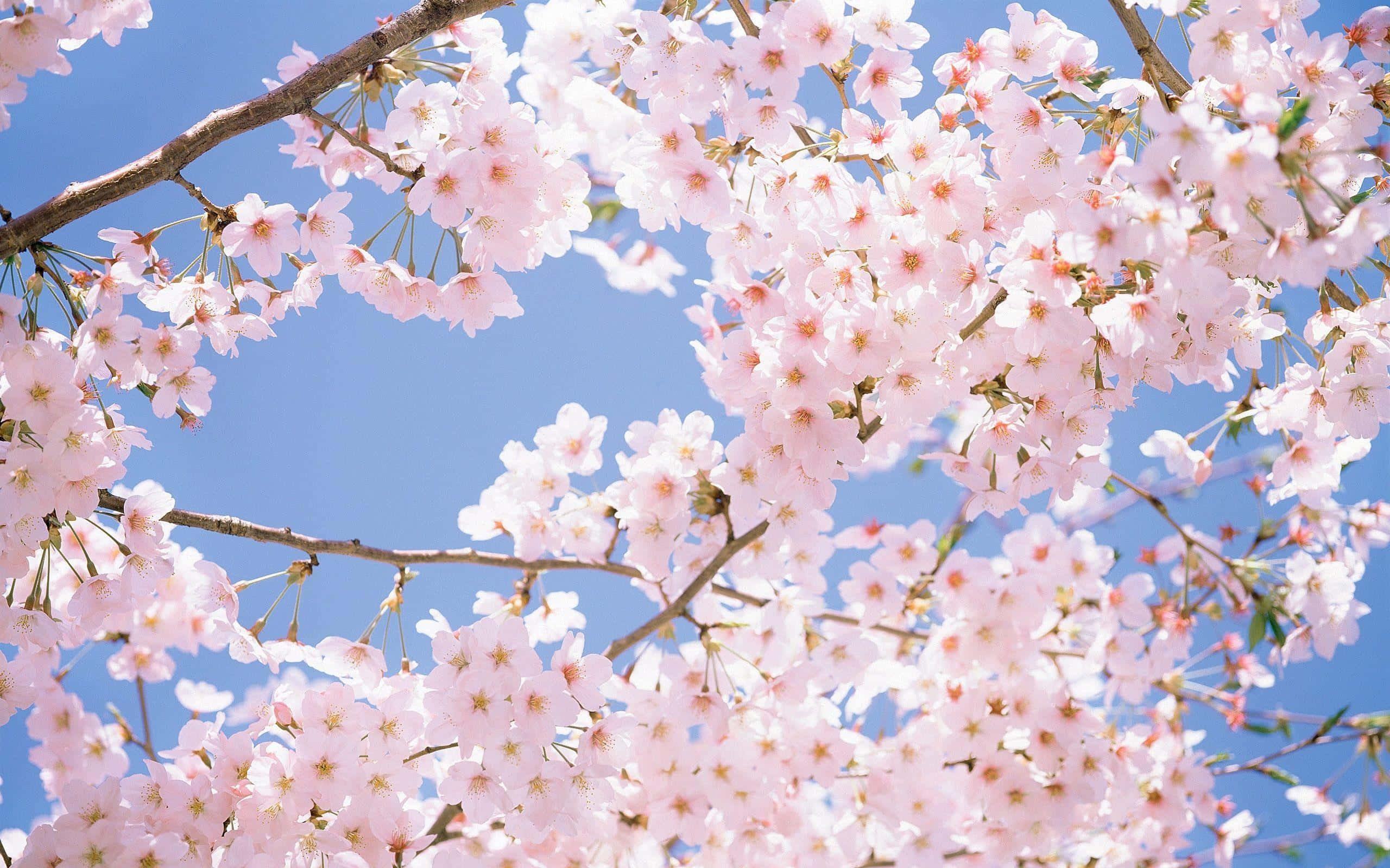 Blooming Trees 桌布 壁紙 — 粉紅色的櫻花在明亮的陽光下，在清澈的藍天襯托下，密密麻麻地盛開在枝頭上。
