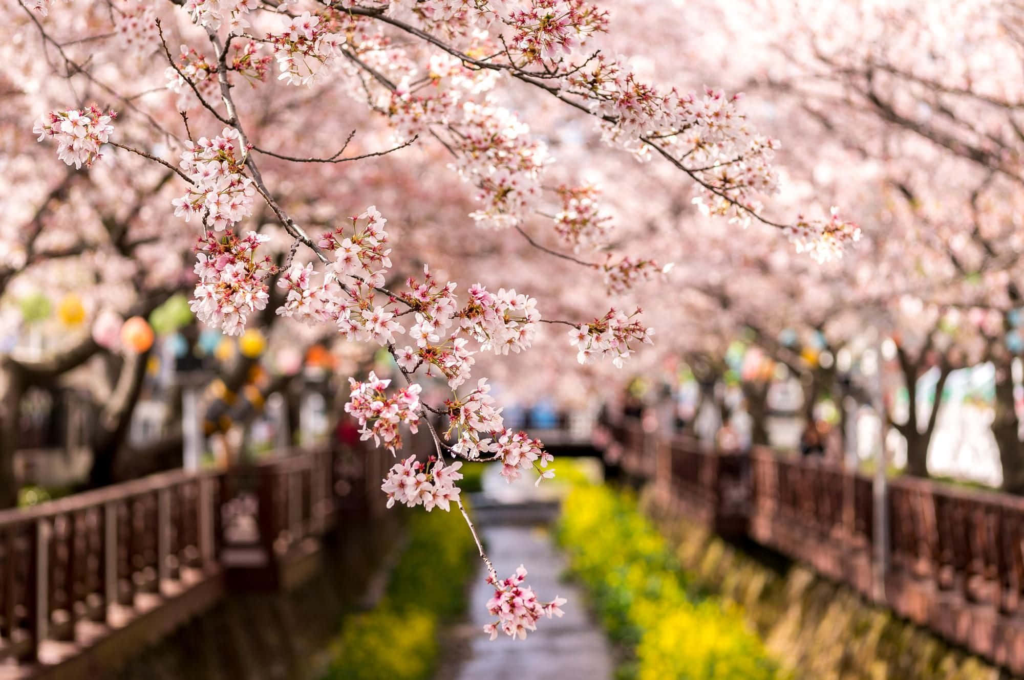 South Korea 桌布 壁紙 — 粉紅色的櫻花在木橋小徑上密集盛開，兩旁有黃色花朵點綴。
