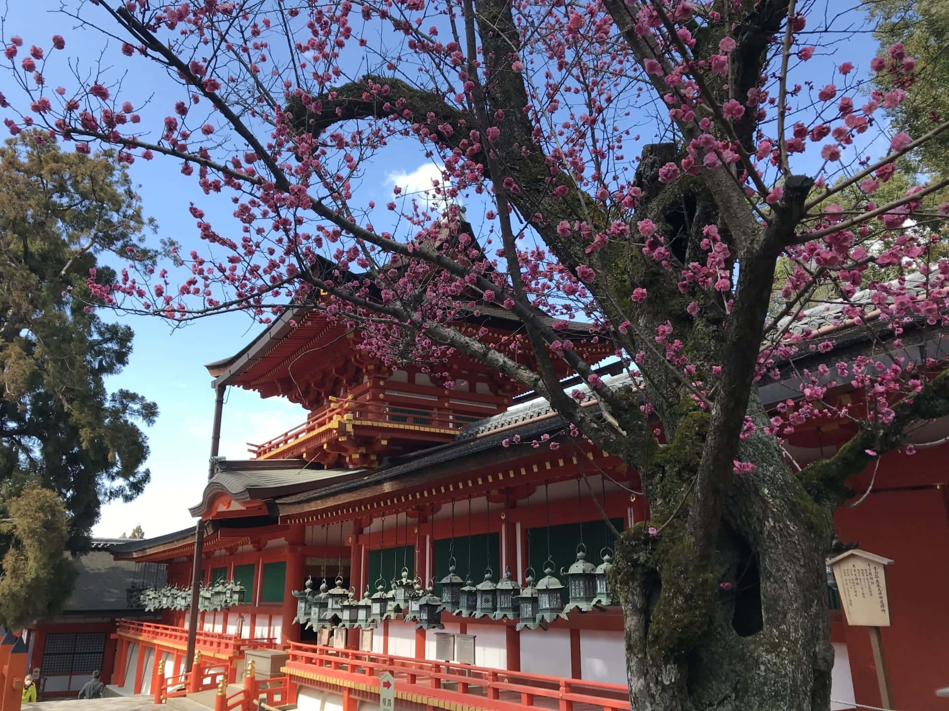 Shinto 桌布 壁紙 — 粉紅色的櫻花在樹上盛開，在清澈的藍天下襯托著一座傳統的紅色日本神社。
