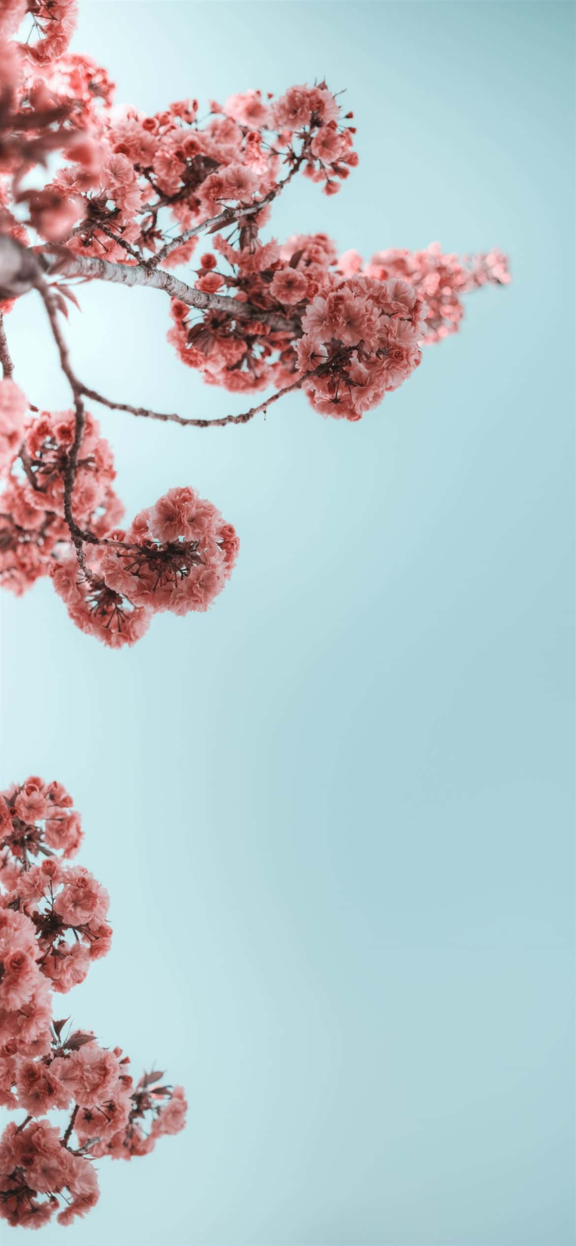 夏天 iPhone 桌布 壁紙 — 粉紅色的櫻花在樹枝上盛開，映襯著柔和的粉藍色天空，呈現寧靜的春日景象。