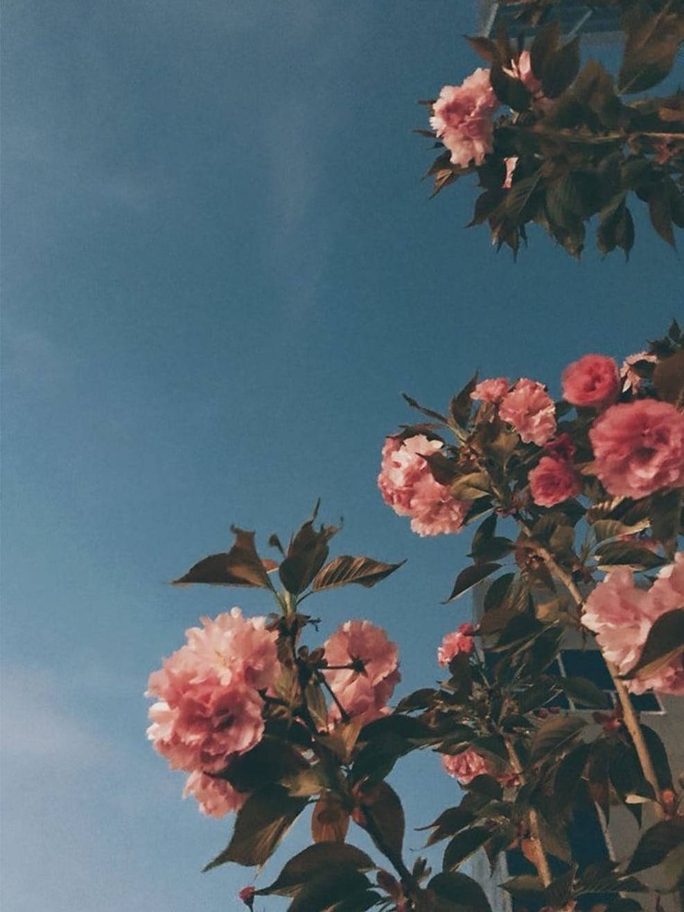 iPhone 桌布 壁紙 — 粉紅色的櫻花在清澈的藍天下，在柔和自然光中盛開。