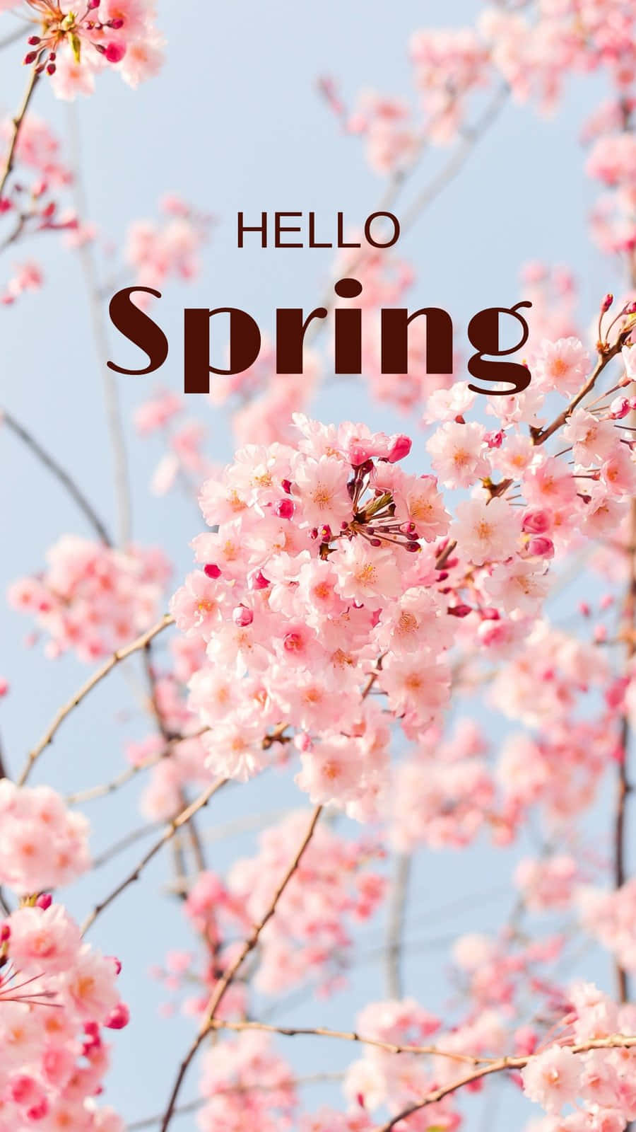 花手機 桌布 壁紙 — 粉紅色的櫻花在清澈的藍天下盛開，並帶有「Hello Spring」文字疊加。