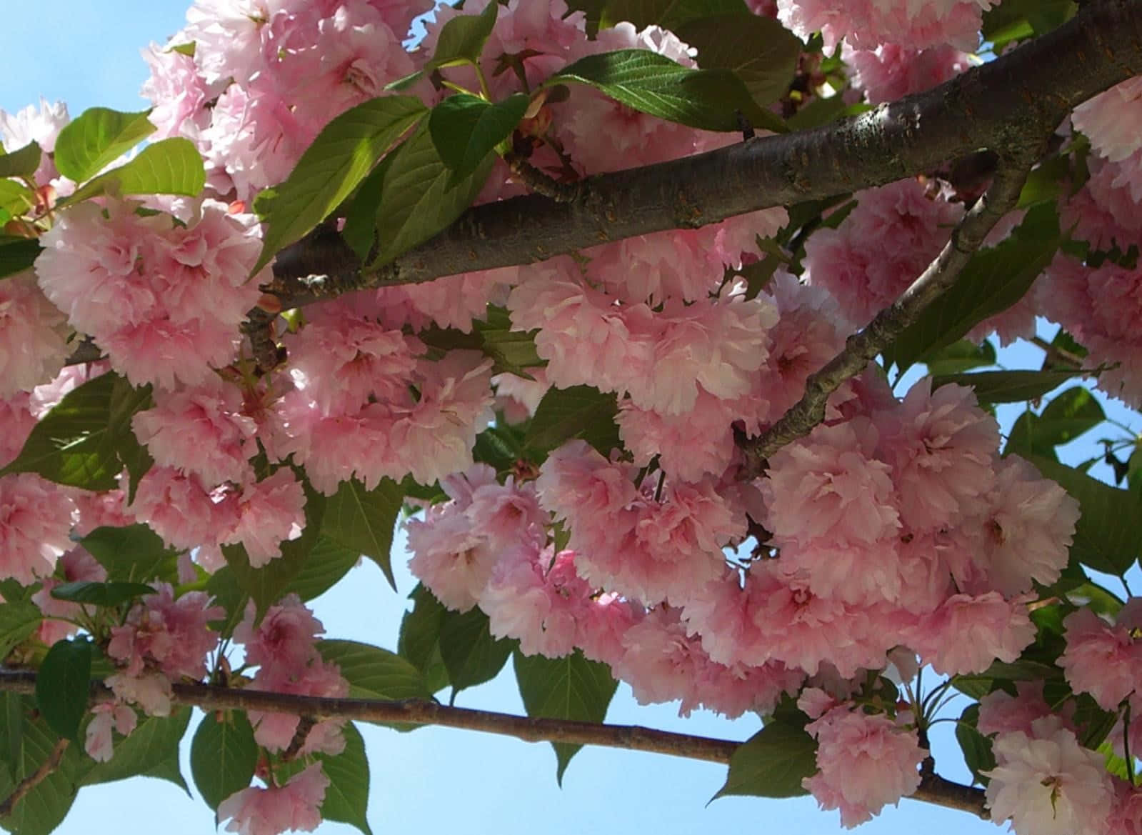Blooming Trees 桌布 壁紙 — 粉紅色的櫻花在藍天和綠葉的襯托下，密集地盛開在樹枝上。