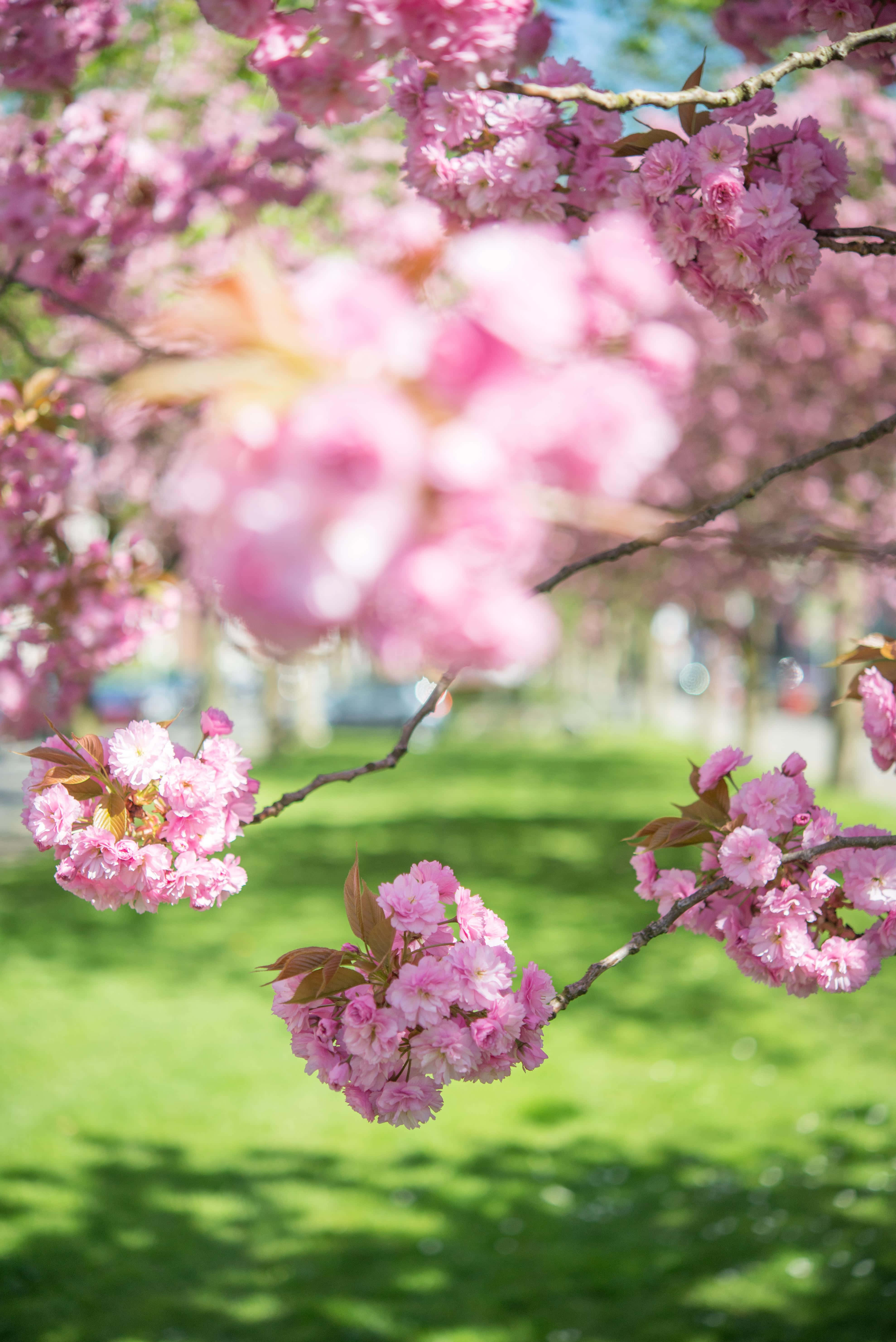Blooming Trees 桌布 壁紙 — 粉紅色的櫻花在陽光照耀的綠色草坪上，襯托著柔和的散景背景，在樹枝上盛開。