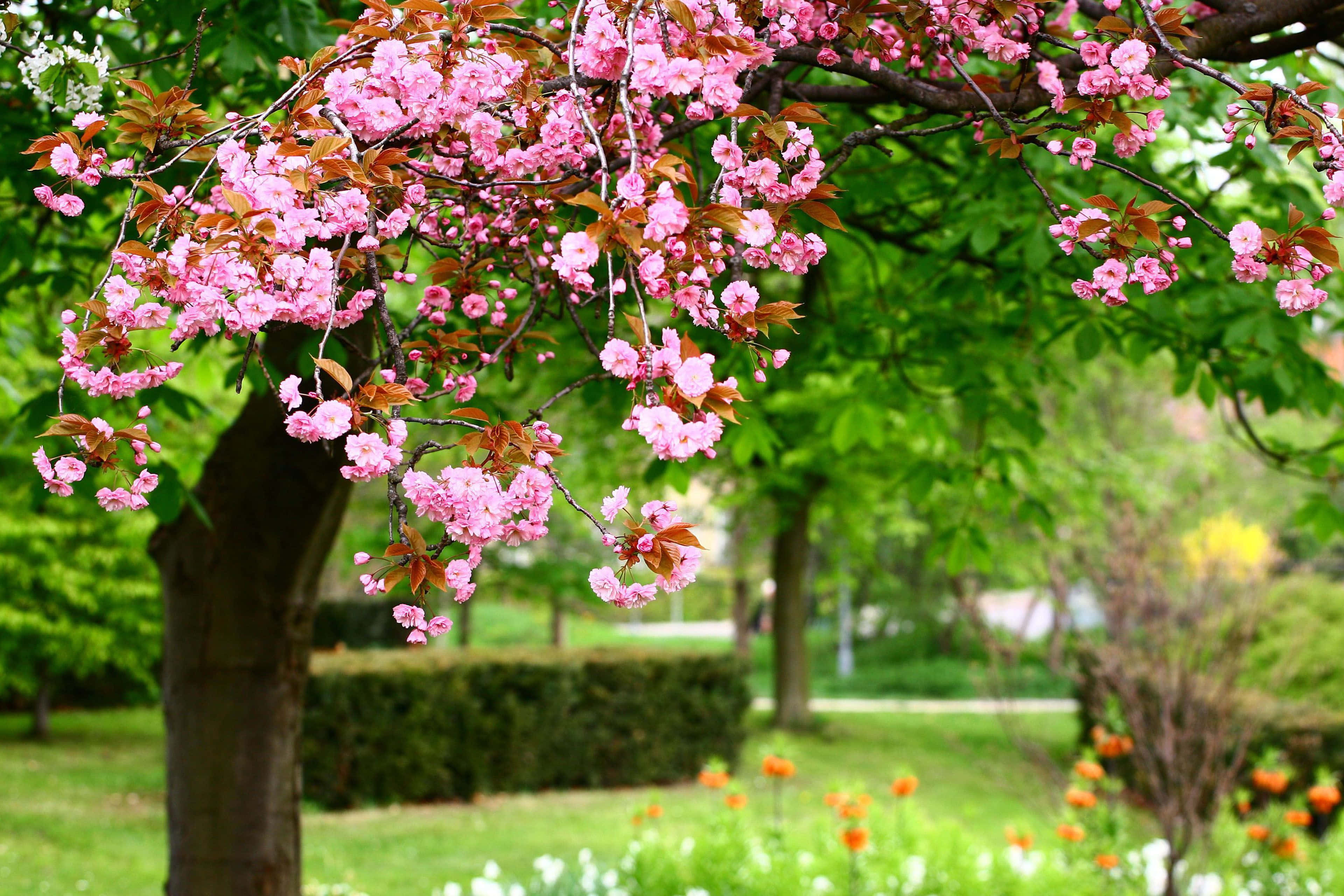 Spring Trees 桌布 壁紙 — 粉紅色的櫻花從樹枝上傾瀉而下，背景是鬱鬱蔥蔥的公園綠葉。