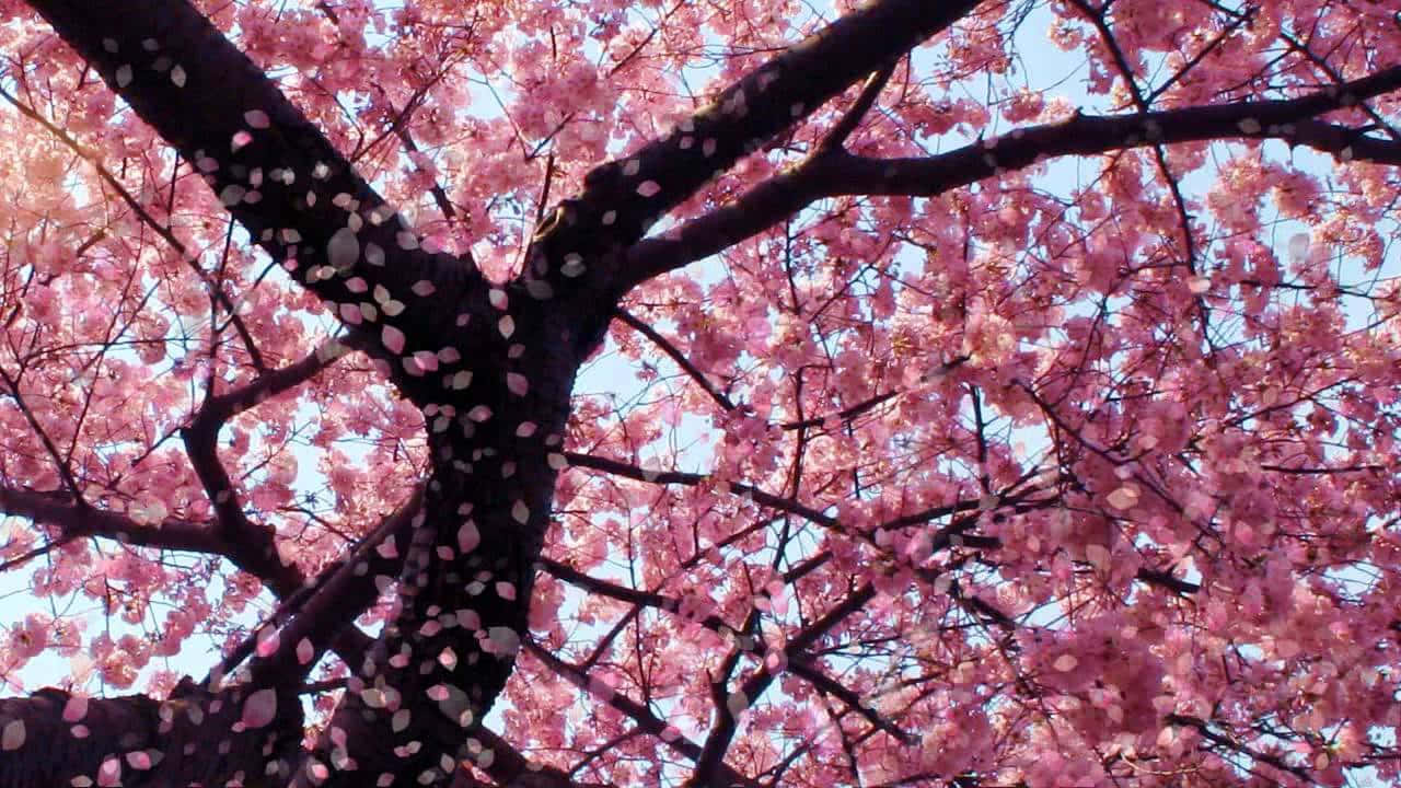 Blooming Trees 桌布 壁紙 — 粉紅色的櫻花從深色樹枝上傾瀉而下，映襯著清澈的藍天，構成充滿活力的春天景象。