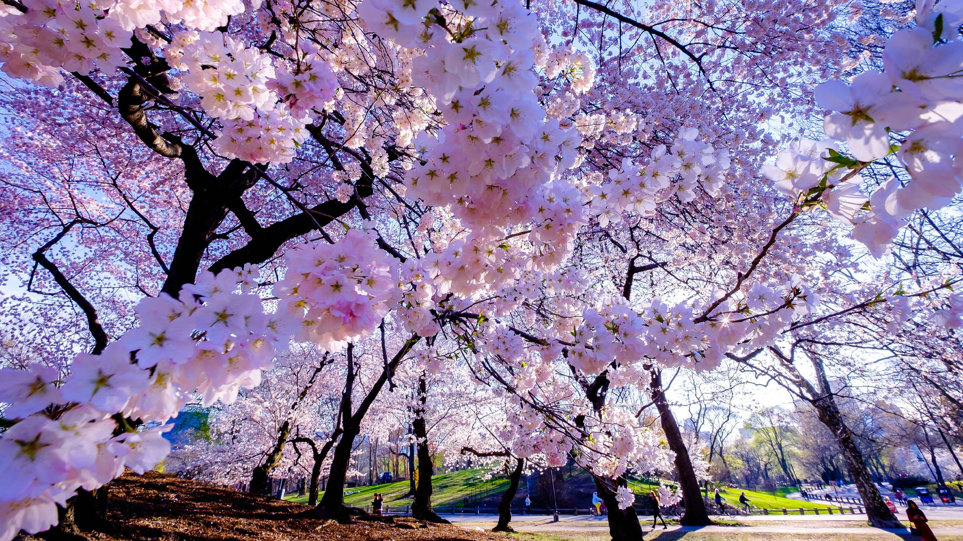 Spring Cherry Blossom 壁紙 — 粉紅色的櫻花盛開，在陽光明媚的公園上空形成生機勃勃的樹冠，人們在樹下漫步。