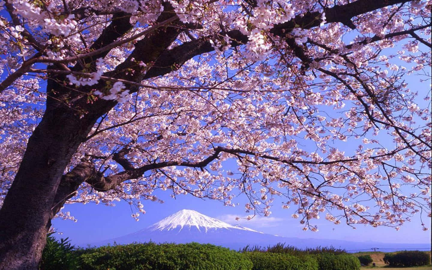 櫻花 桌布 壁紙 — 粉紅色的櫻花襯托著晴朗藍天下雄偉的富士山，山頂積雪。