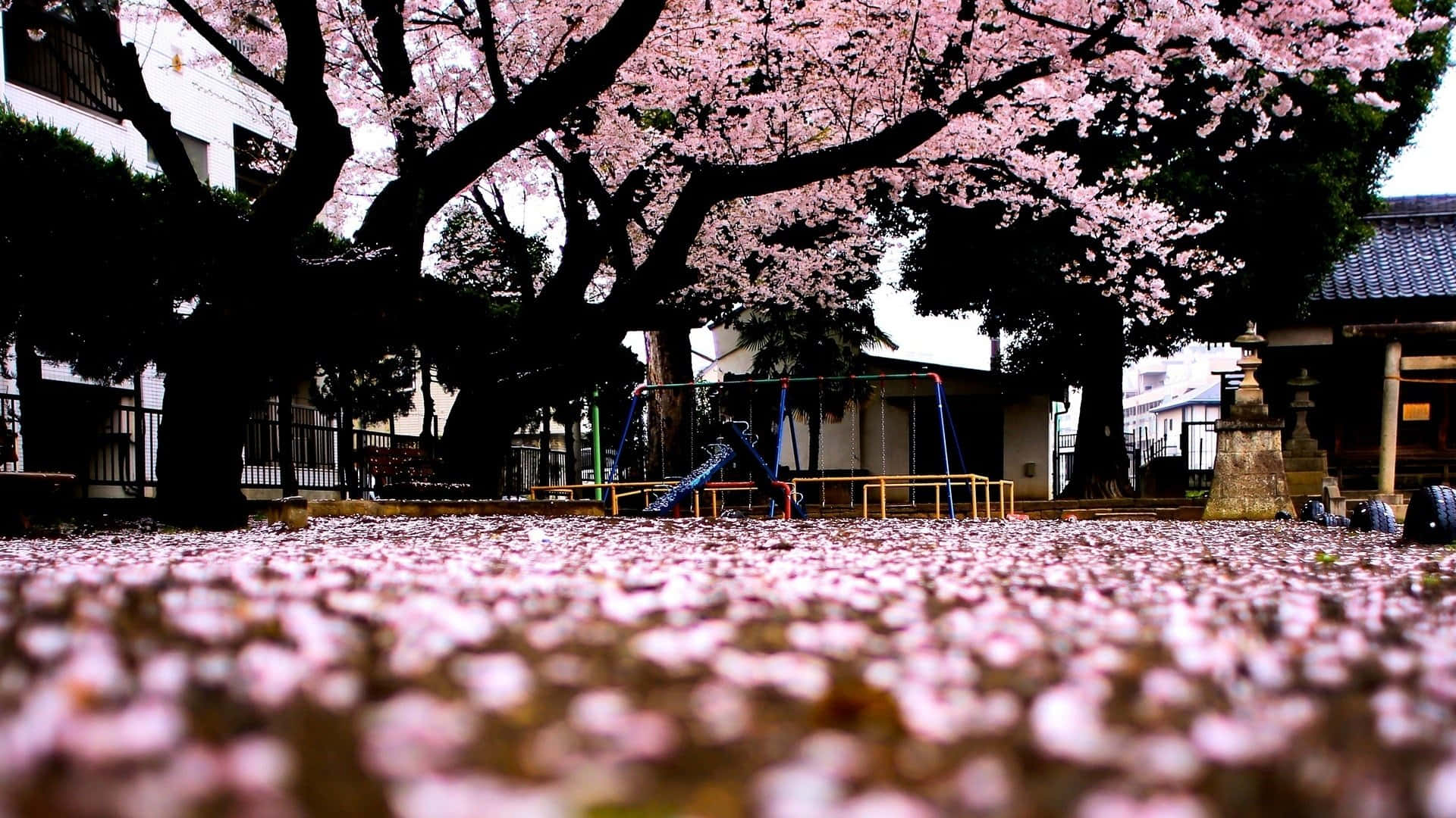 Cherry Blossom Tree 桌布 壁紙 — 粉紅色的櫻花覆蓋著高聳樹木下的地面，在一個寧靜的日本公園遊樂場。