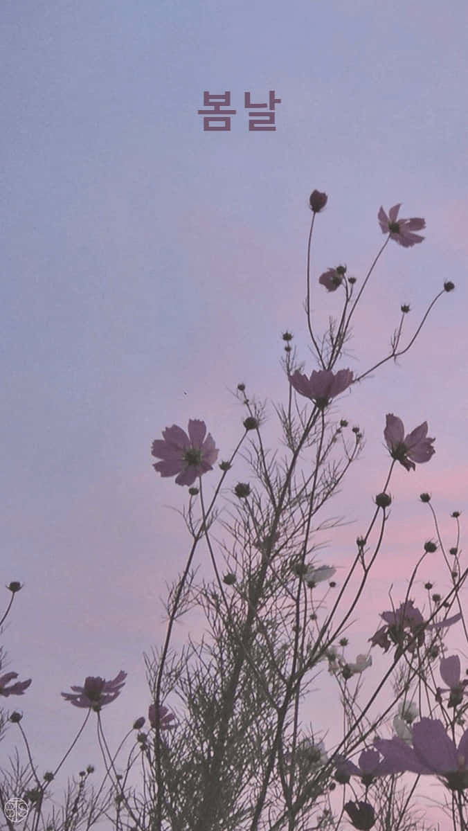 Aesthetic Korean 桌布 壁紙 — 粉紅色的波斯菊在暮色中輕輕搖曳，映襯著柔和的粉彩天空，上方漂浮著韓文文字。