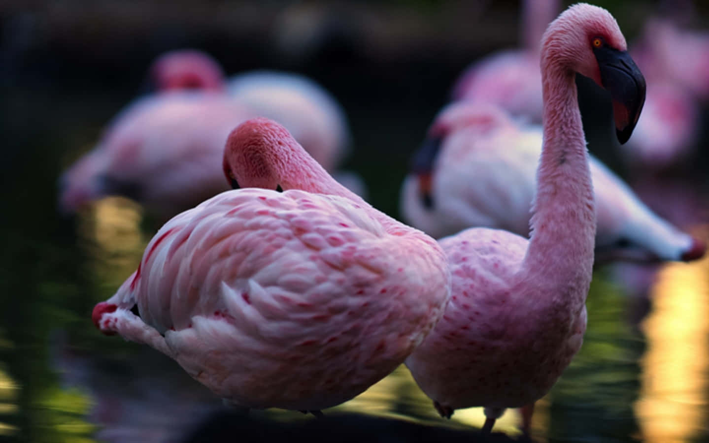 Pink Flamingos 桌布 壁紙 — 粉紅色的火烈鳥優雅地站在淺水中，柔和的金色光線反射在水面上。
