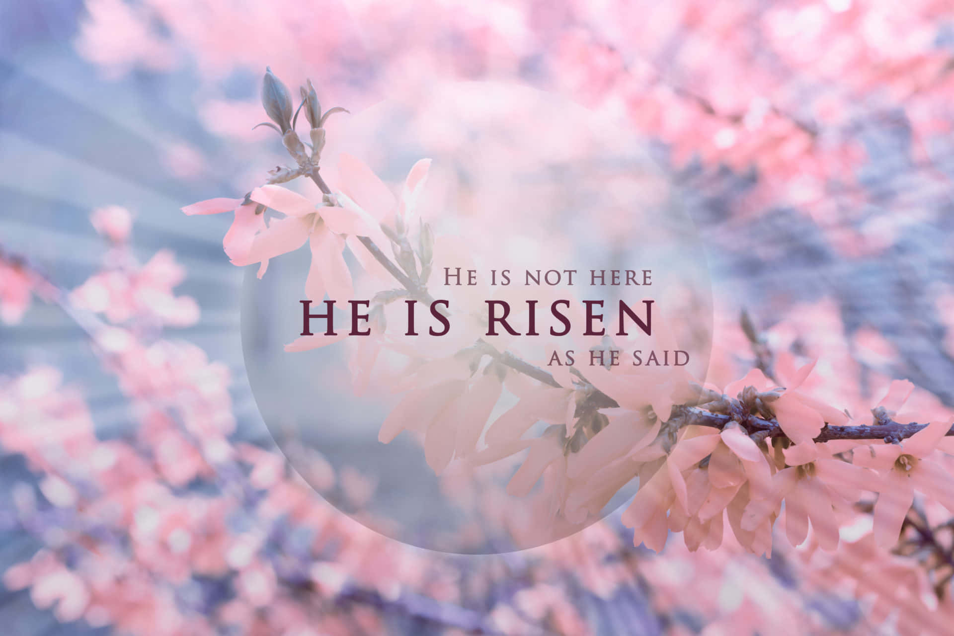 Religious Easter 桌布 壁紙 — 粉紅色的開花樹枝在模糊的天空中柔和地發光，伴隨著耀眼的光束和一個半透明的文字疊加層，宣告著『HE IS RISEN』。