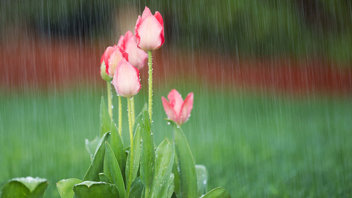 Spring Showers 桌布 壁紙 — 粉紅色的鬱金香在暴雨中高高聳立，水滴在花瓣和葉片上閃閃發光，背景是模糊的綠色。