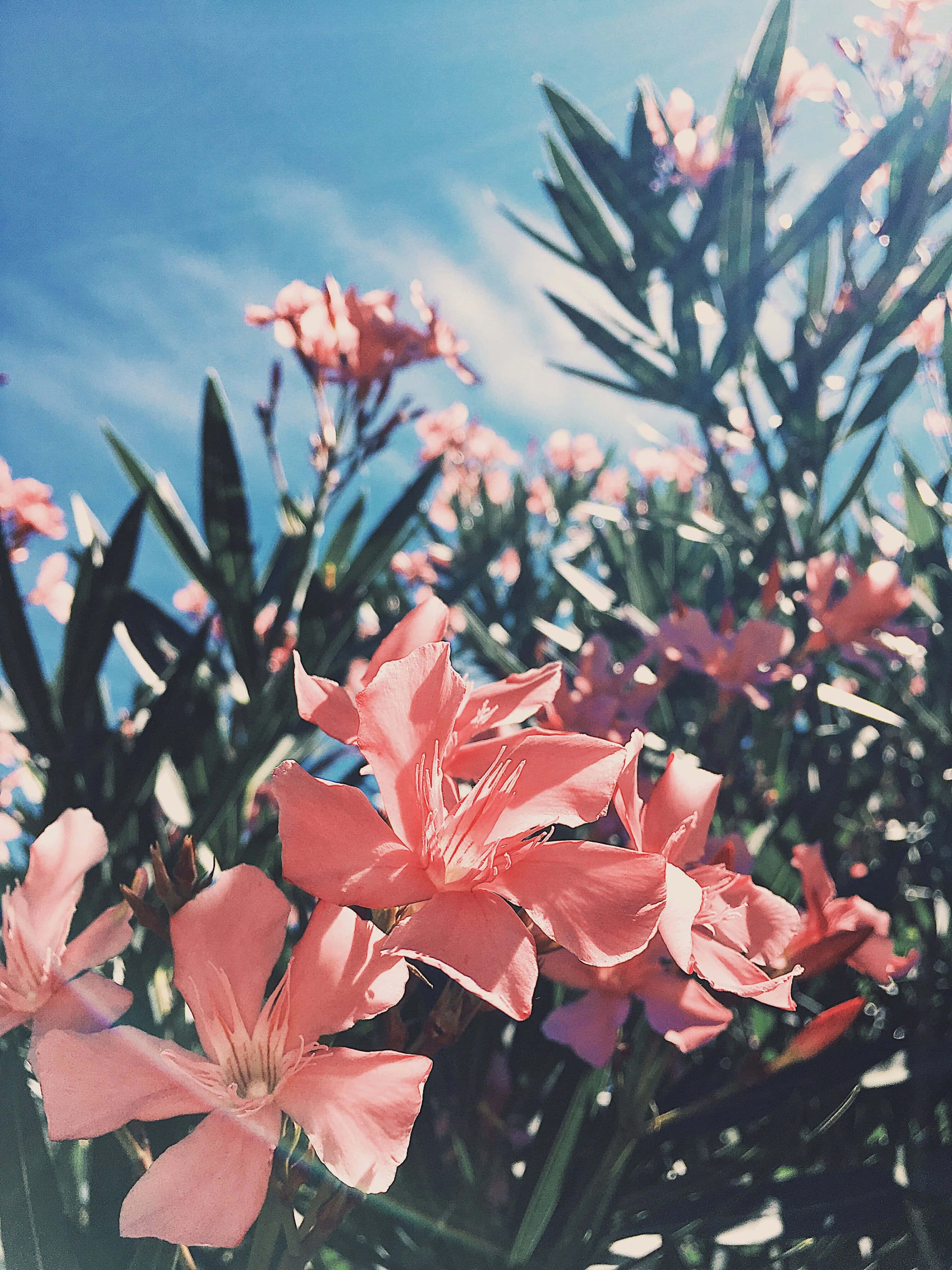 粉紅色花朵在灌木叢中 壁紙