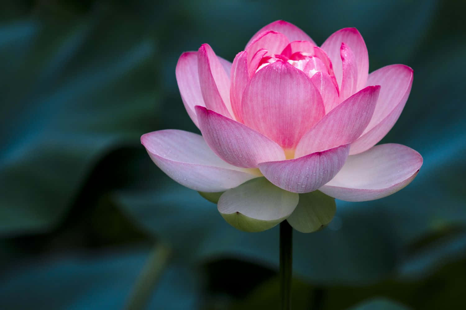 一朵粉紅蓮花在水中盛開，背景有模糊的綠葉。 — 花 壁紙