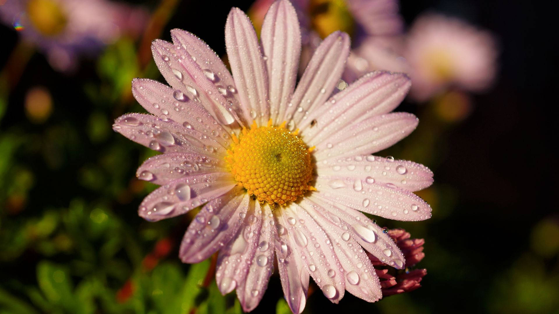 flowers 4K 桌布 壁紙 — 粉紅色雛菊的特寫，花瓣上閃爍著露珠，背景為深色模糊。