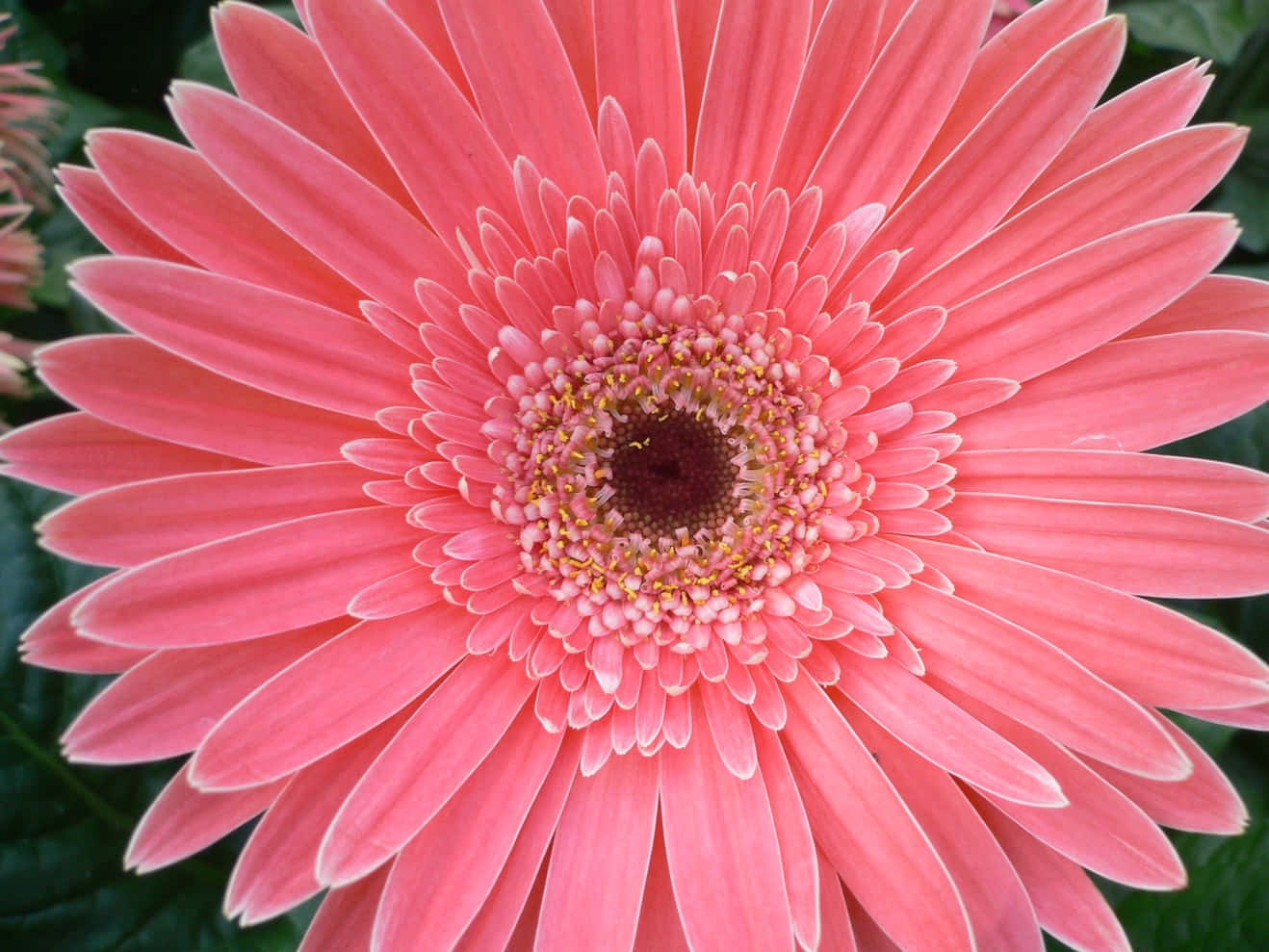 粉紅色雛菊花朵圖 壁紙 — 一朵充滿活力的粉紅色非洲菊雛菊，花瓣精緻，中心有紋理，在茂盛的綠葉背景下盛開。