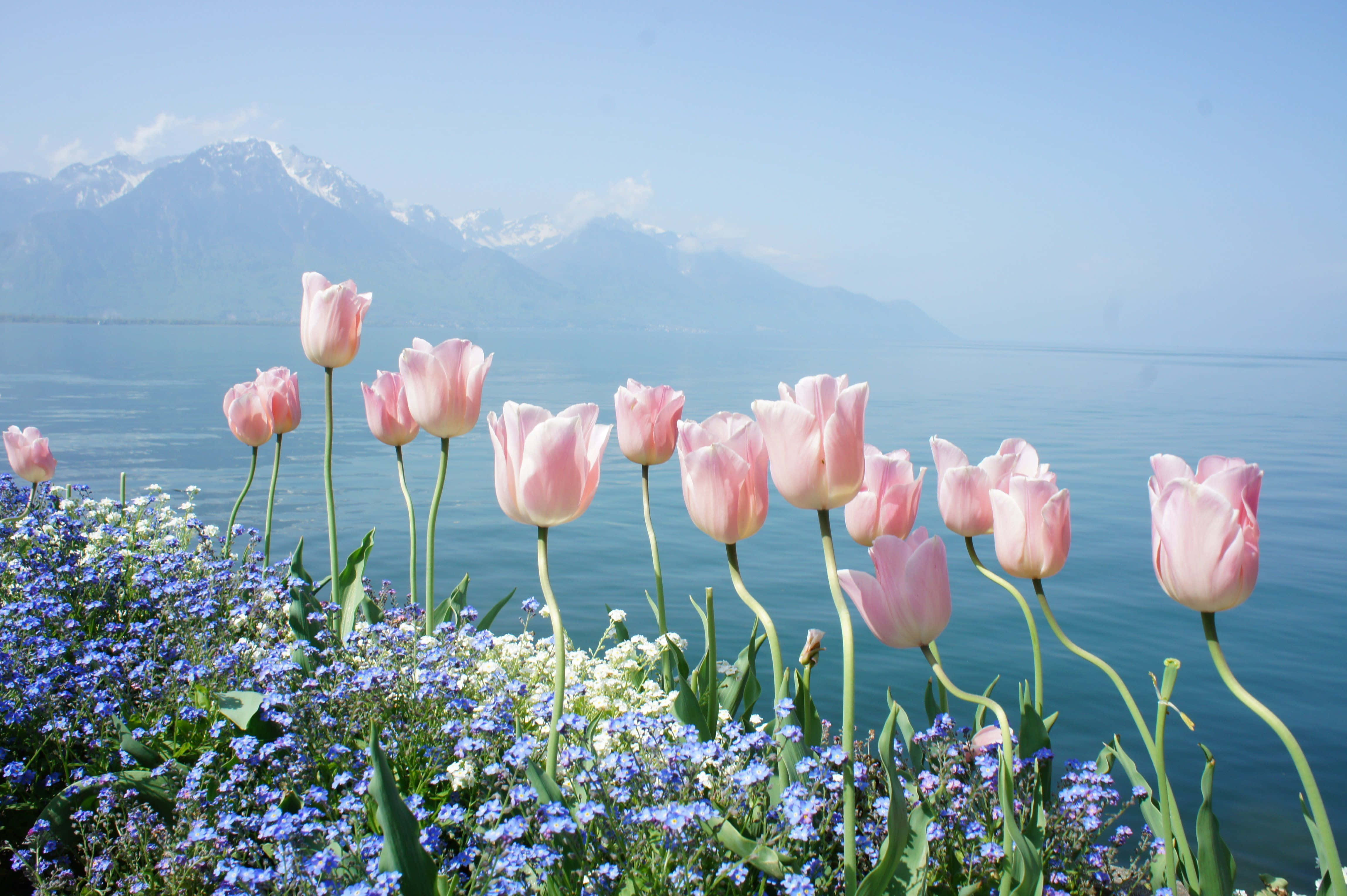 Spring Water 桌布 壁紙 — 粉紅色鬱金香在藍色勿忘我旁邊盛開，背景是白雪覆蓋的山脈和寧靜的湖泊，天空清澈湛藍。