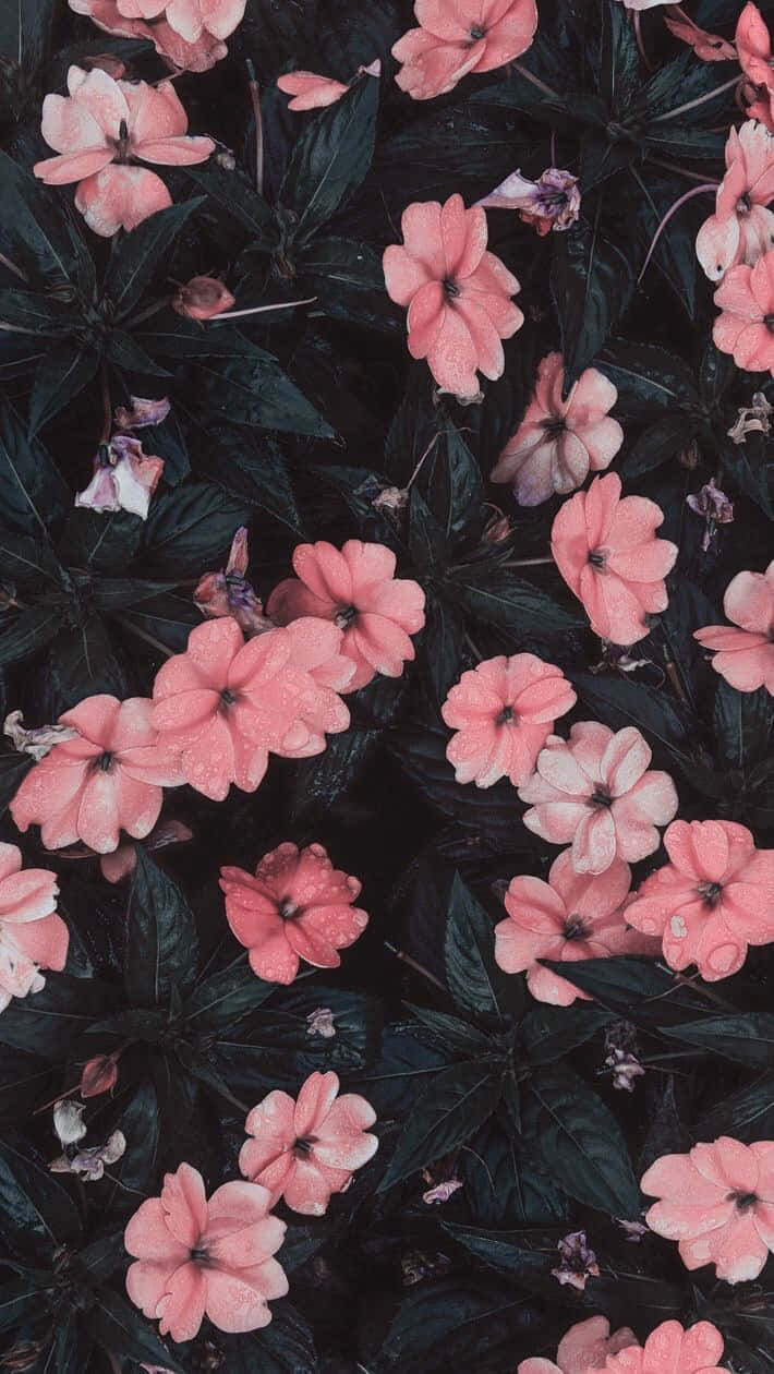 花園中深綠色葉子上帶有露珠的粉紅色花朵。 — 手機 壁紙