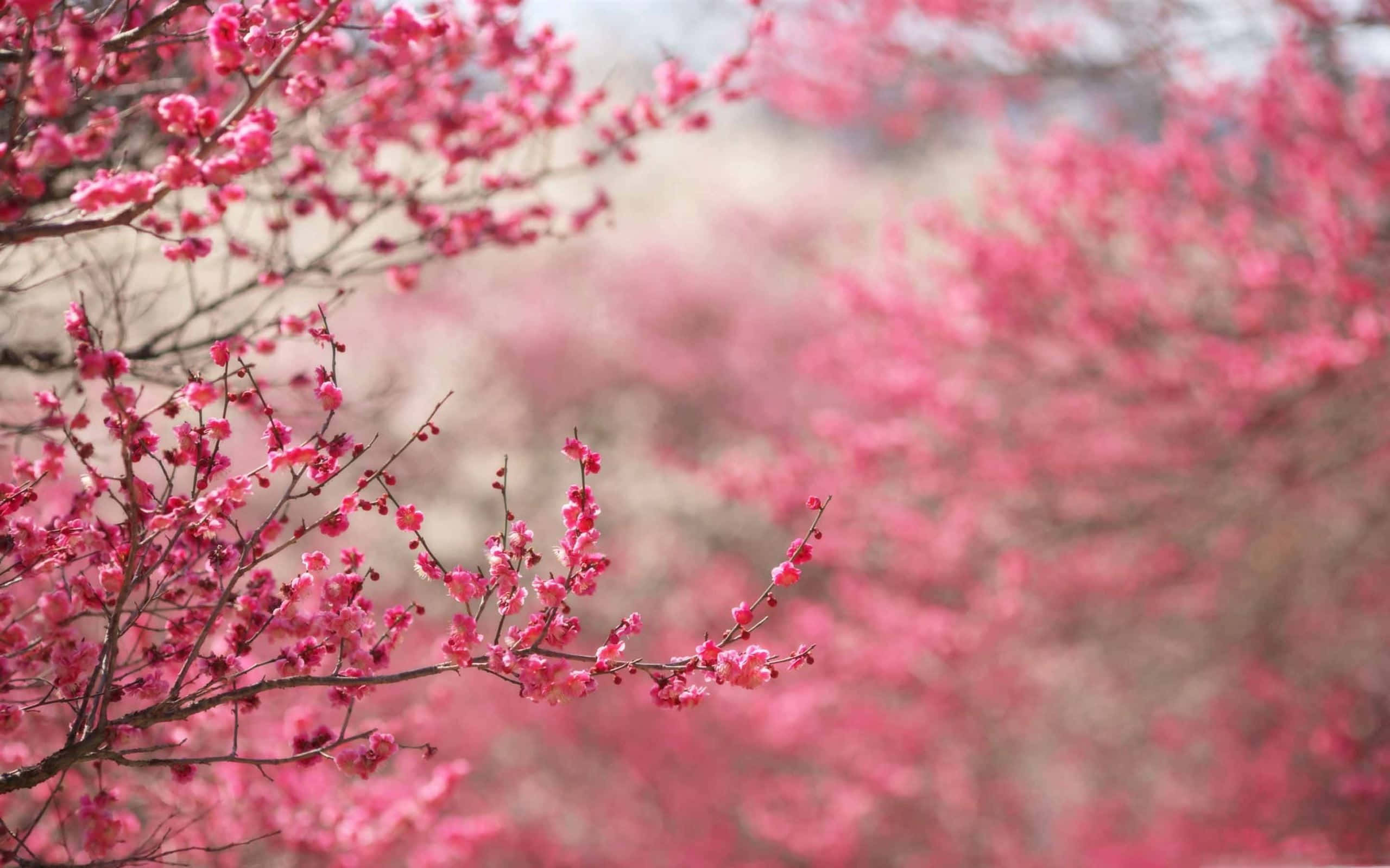 粉紅花朵春季波希米亞Mac 壁紙