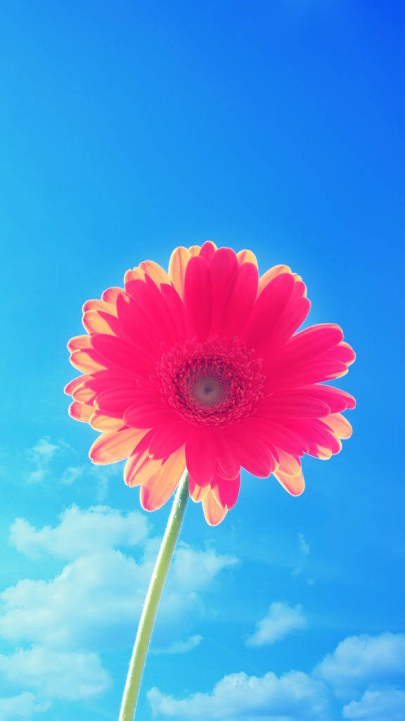 粉紅花瓣花 iPhone 壁紙 — 一朵充滿活力的粉紅色非洲菊雛菊，花瓣尖端呈橙色，在點綴著蓬鬆白雲的明亮藍天下高高聳立。