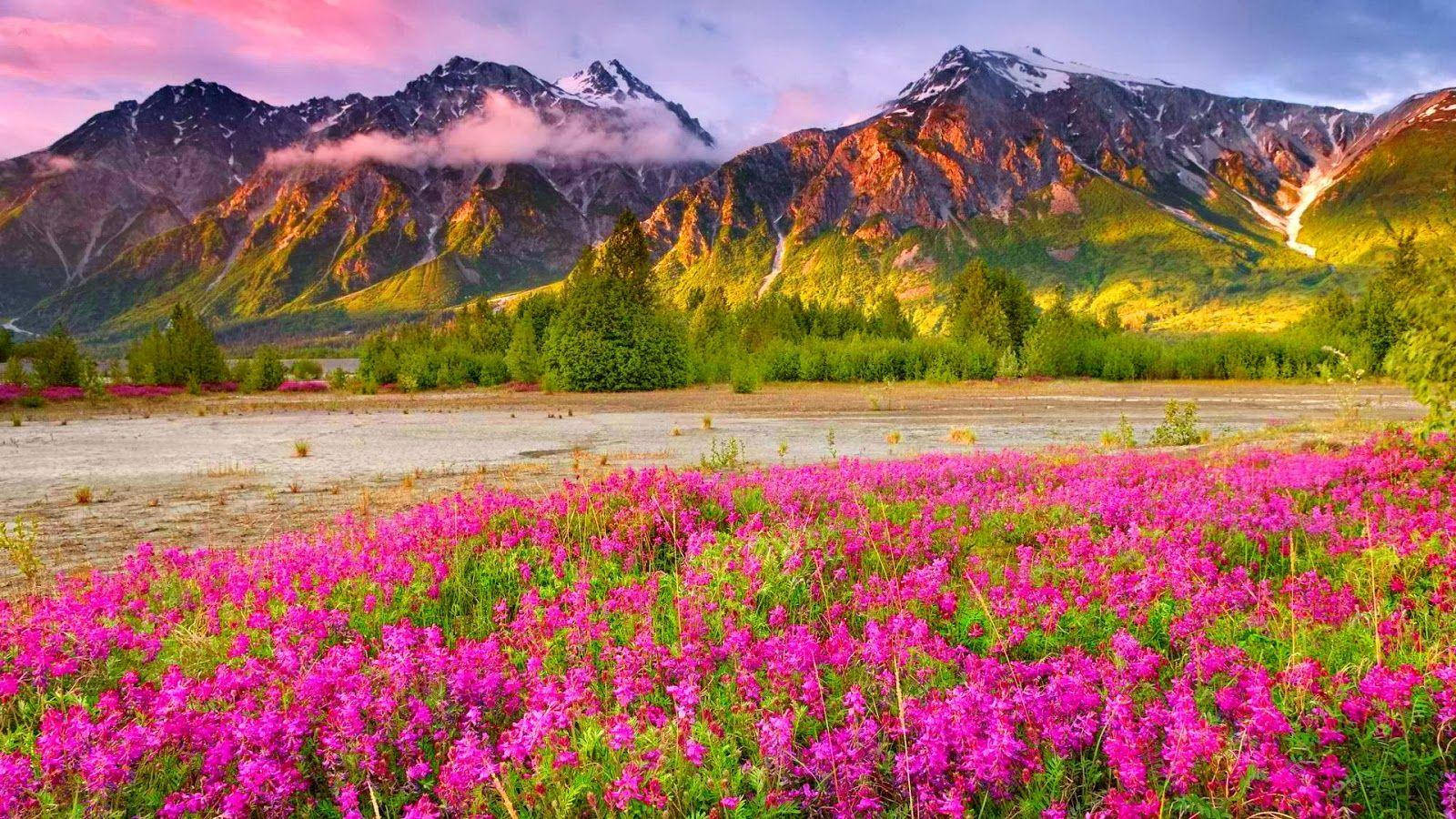 粉紅花田風景 壁紙 — 鮮豔的粉紅色野花在前景盛開，雄偉的雪山在日落色調下閃耀。